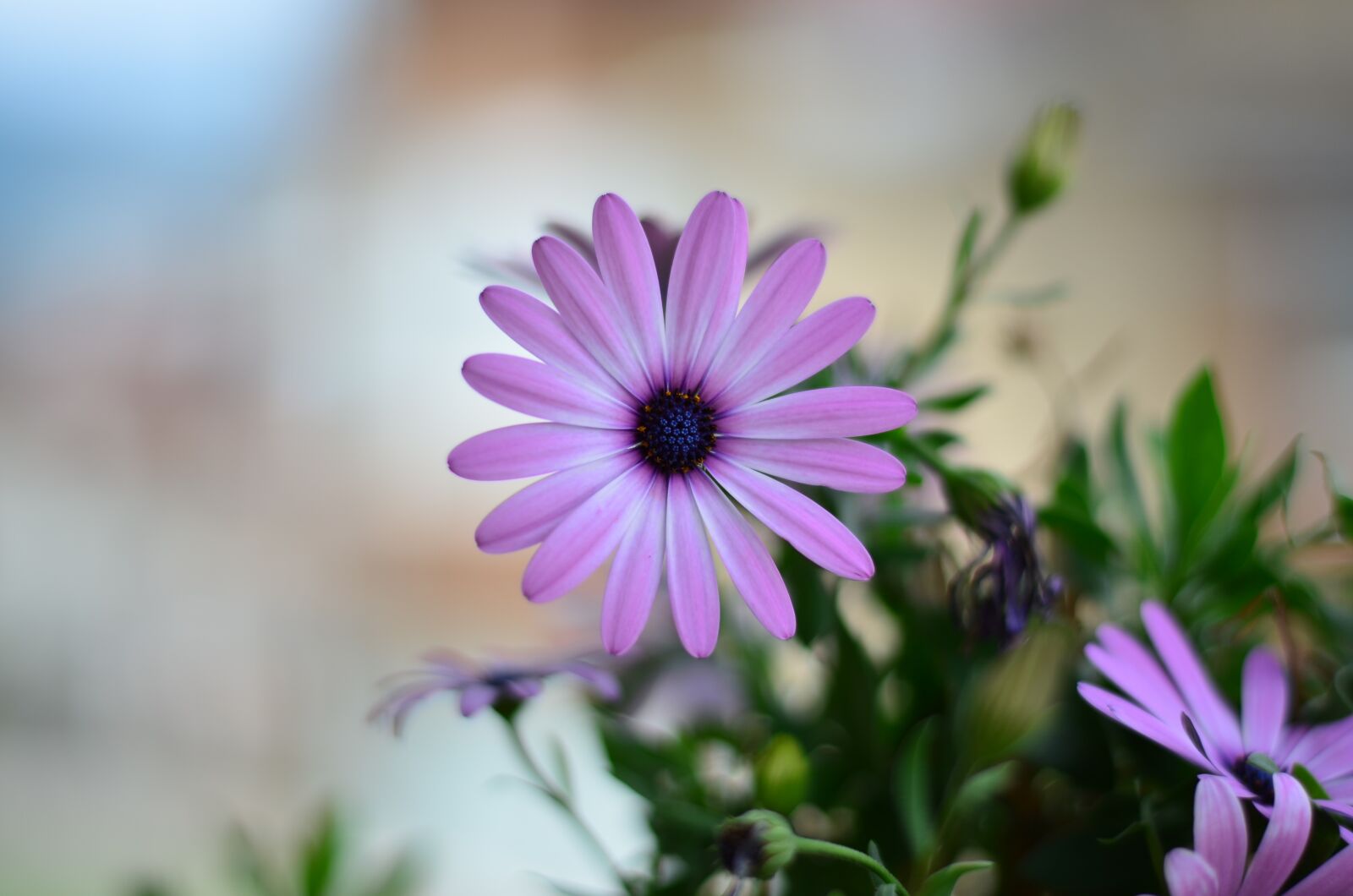 Nikon D5100 sample photo. Flower, green, plant photography