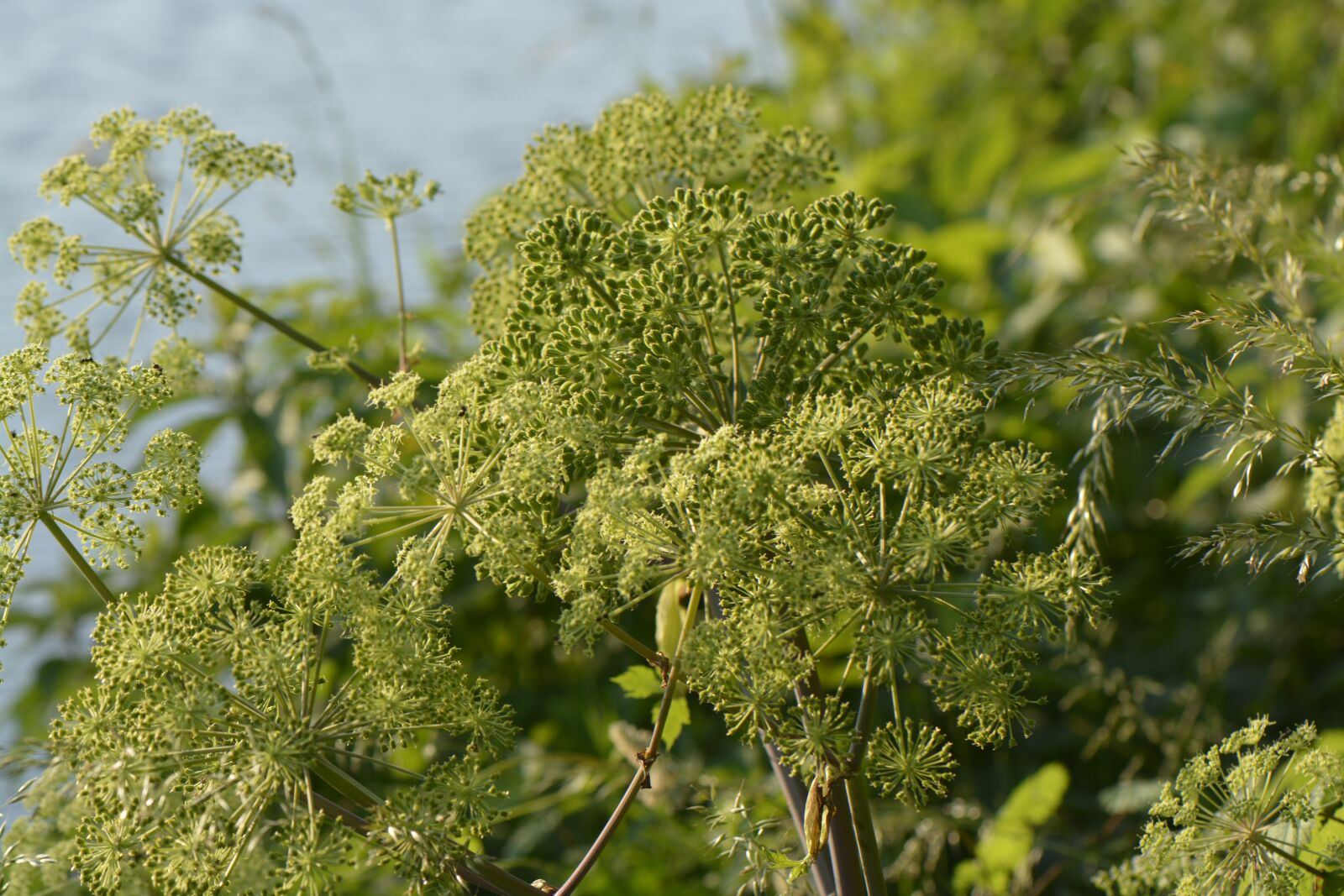 Nikon D7100 sample photo. Summer, spring, nature photography