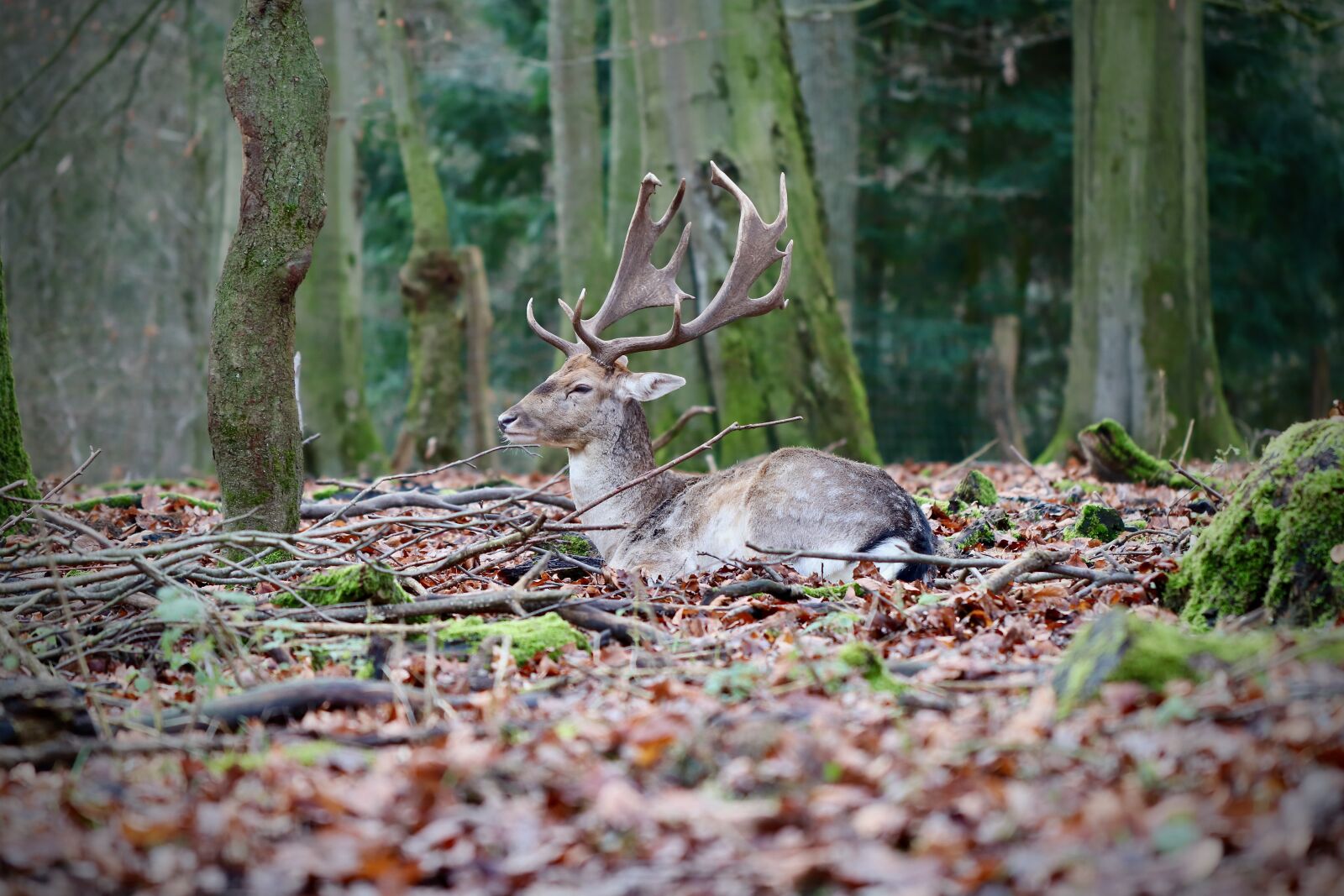 Canon EOS 800D (EOS Rebel T7i / EOS Kiss X9i) sample photo. Fallow deer, hirsch, antler photography