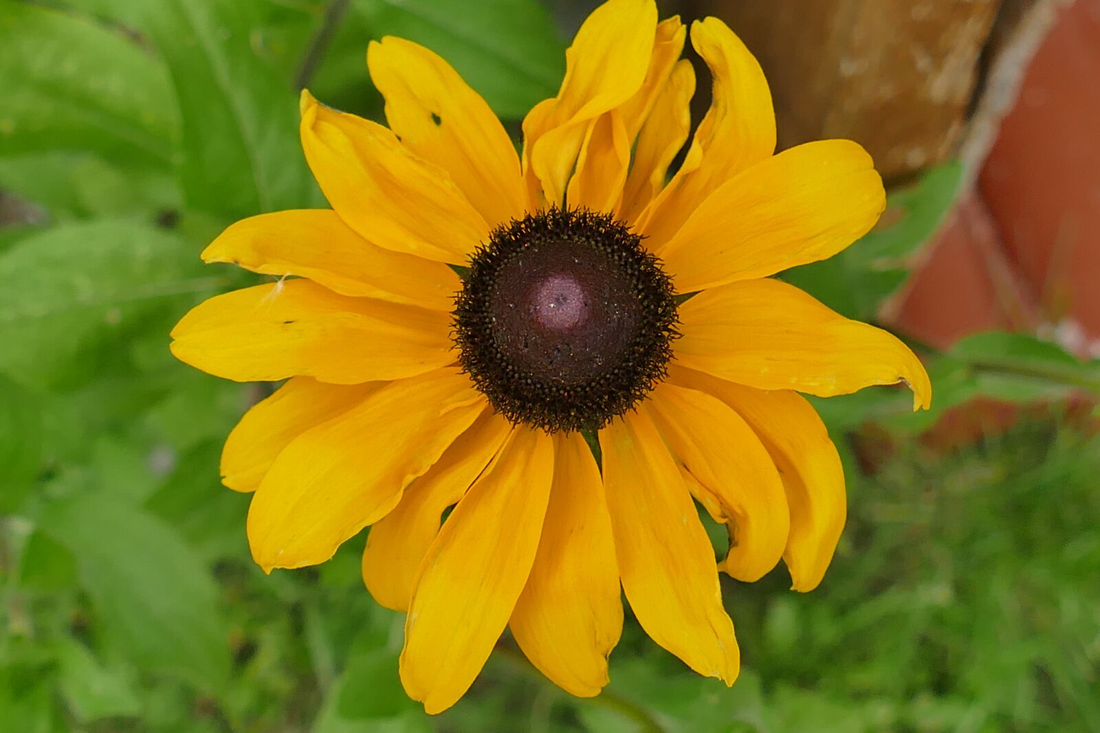 Panasonic Lumix DMC-FZ1000 sample photo. Coneflower, macro, plant photography