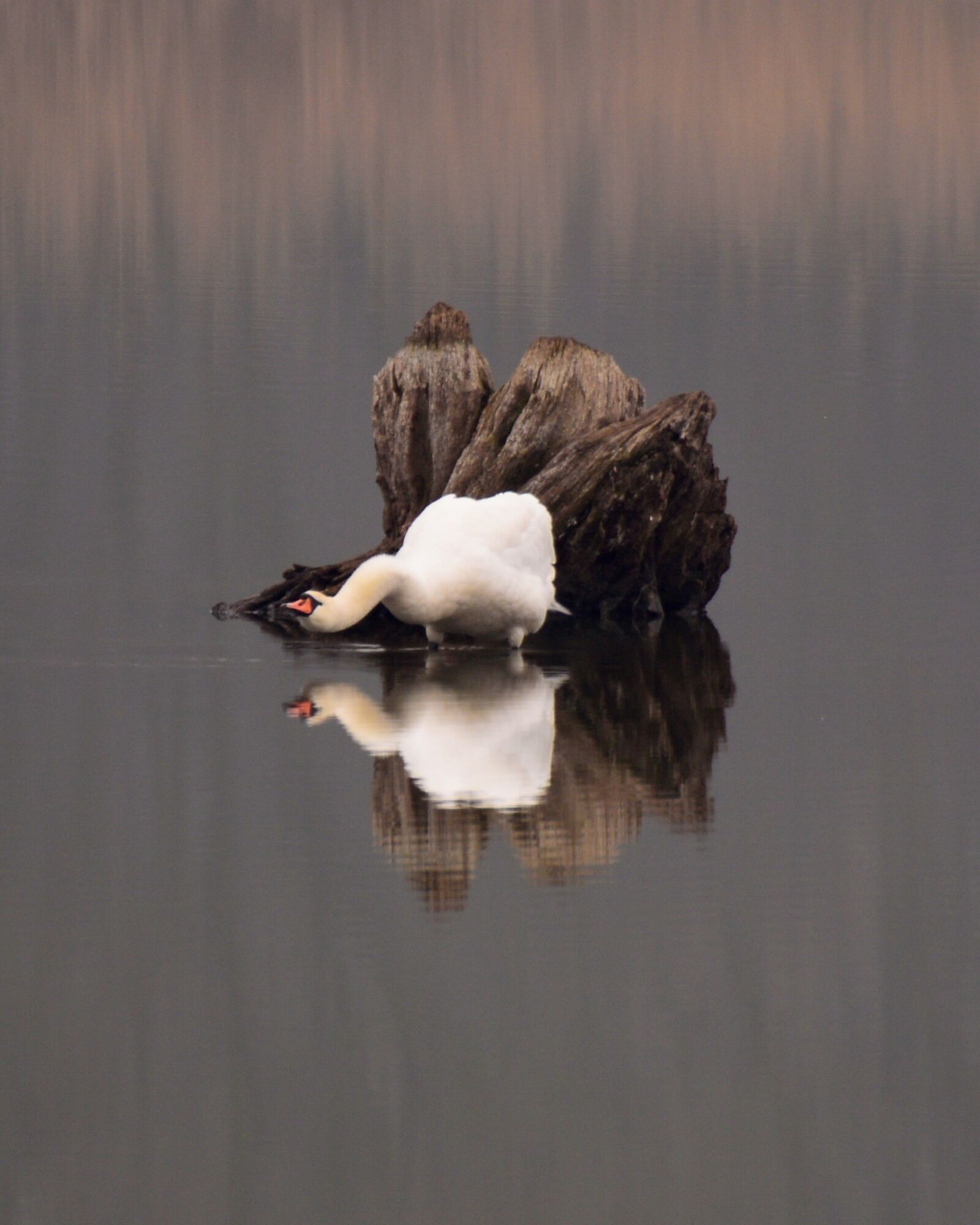 Nikon D3200 sample photo. Swan, rhizome, water photography