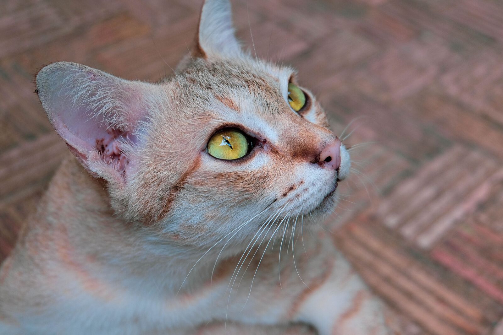 Fujifilm XC 16-50mm F3.5-5.6 OIS II sample photo. Cat, eyes, animals photography