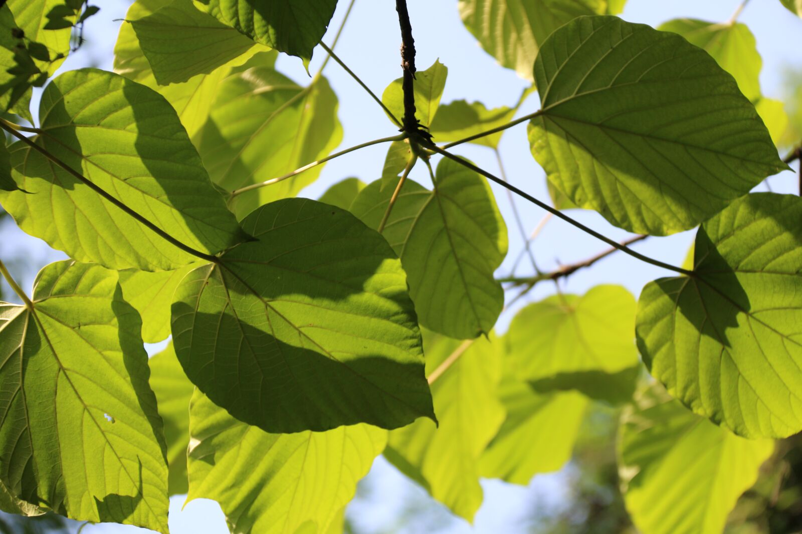 Canon EF-S 18-200mm F3.5-5.6 IS sample photo. The leaves, tree, natural photography