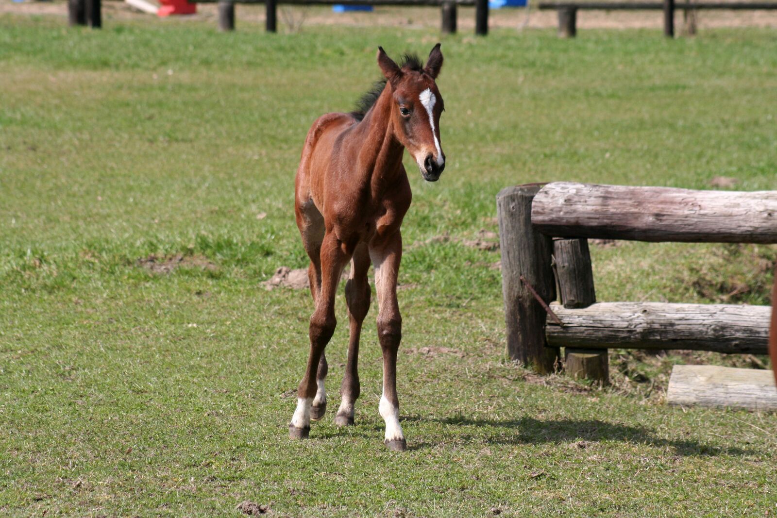 Canon EOS 350D (EOS Digital Rebel XT / EOS Kiss Digital N) sample photo. Horses, foal, meadow photography
