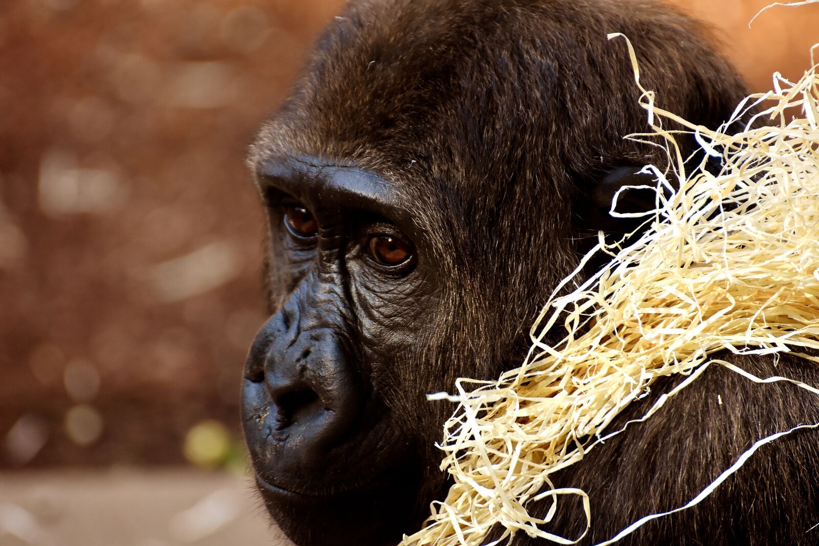 Nikon D7200 sample photo. Gorilla, monkey, animal photography