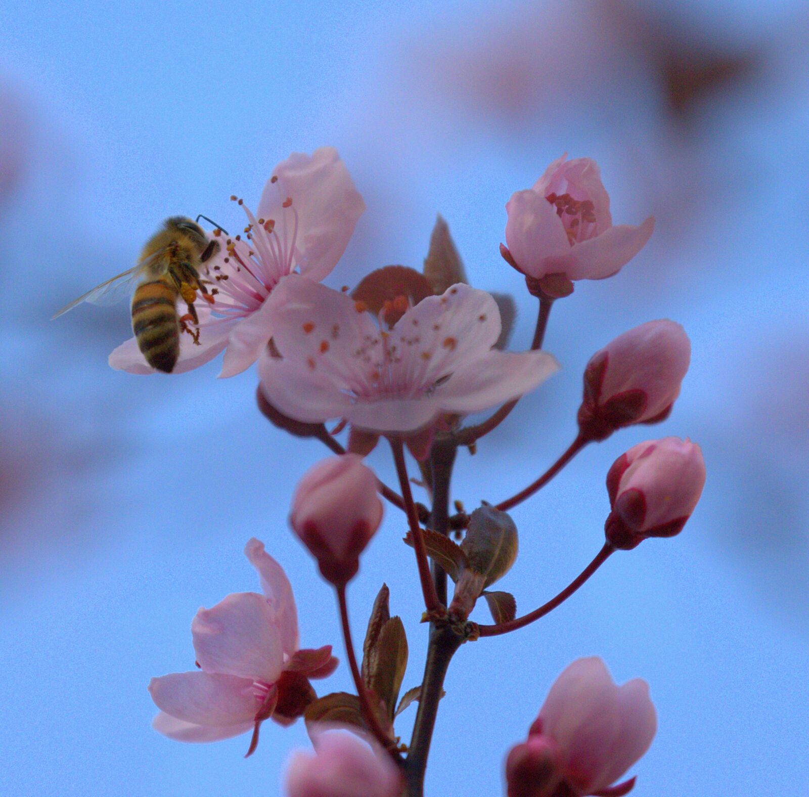 Canon EOS 60D + Canon EF 70-300mm F4-5.6L IS USM sample photo. Bee, honey, collect photography