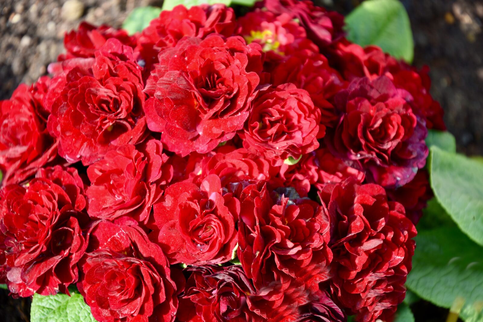 Nikon D7200 sample photo