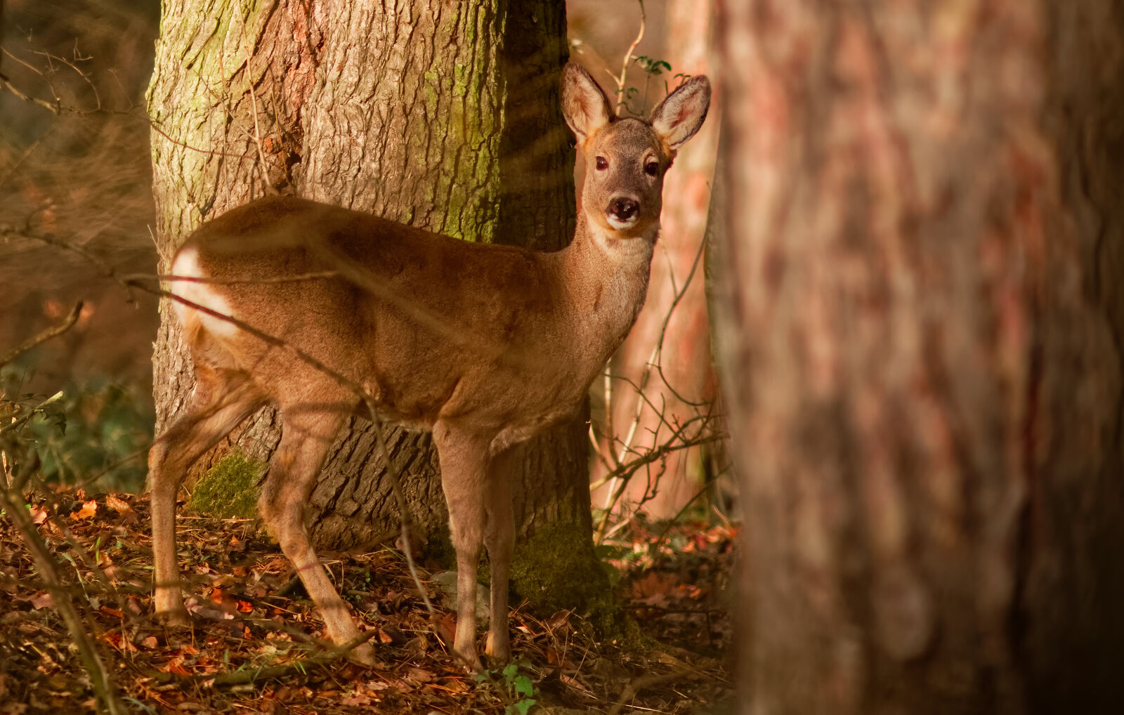 Canon EOS M50 Mark II (EOS Kiss M2) sample photo. Roe deer photography