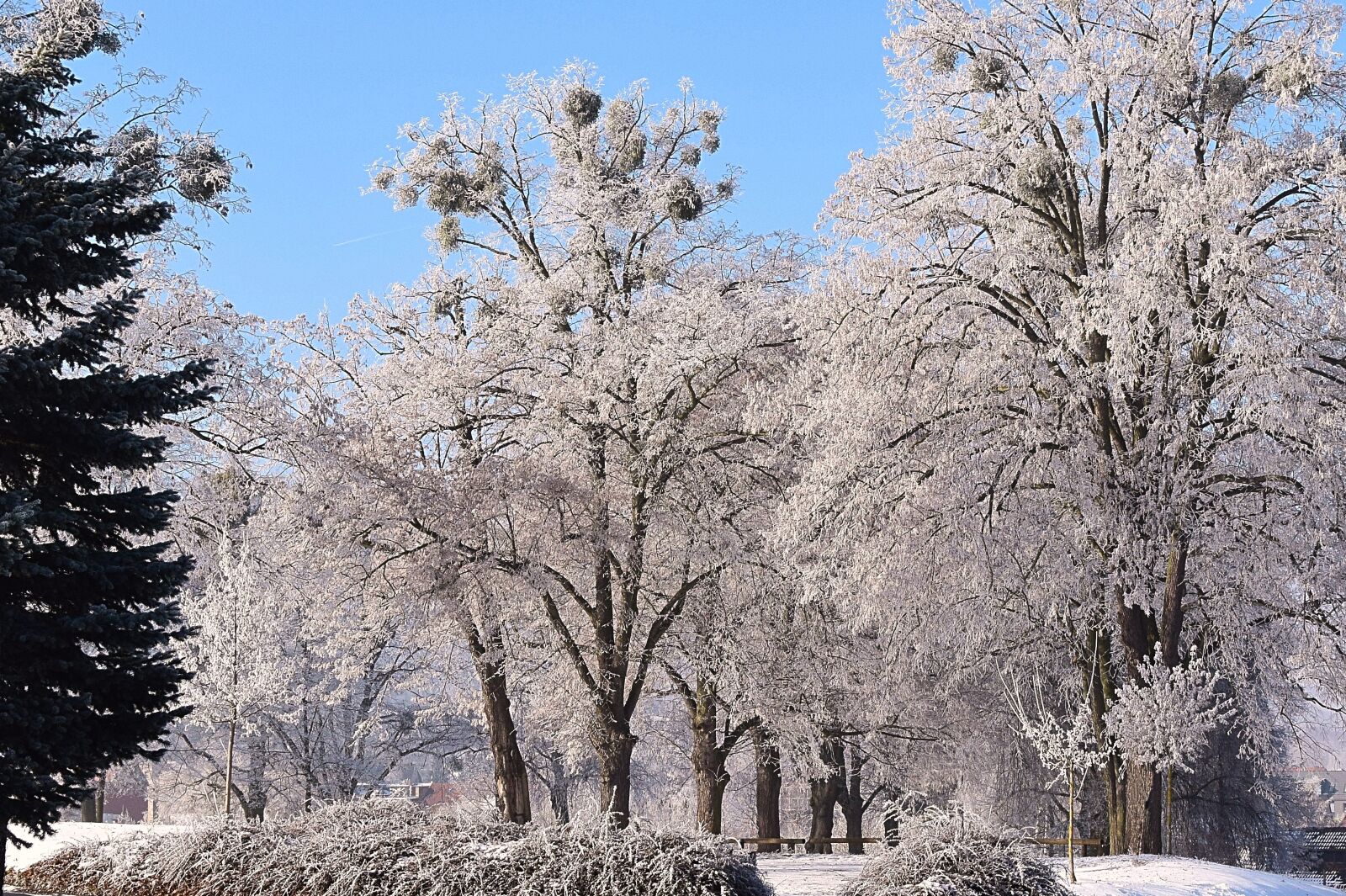 Nikon D3300 sample photo. Wintry, trees, winter mood photography