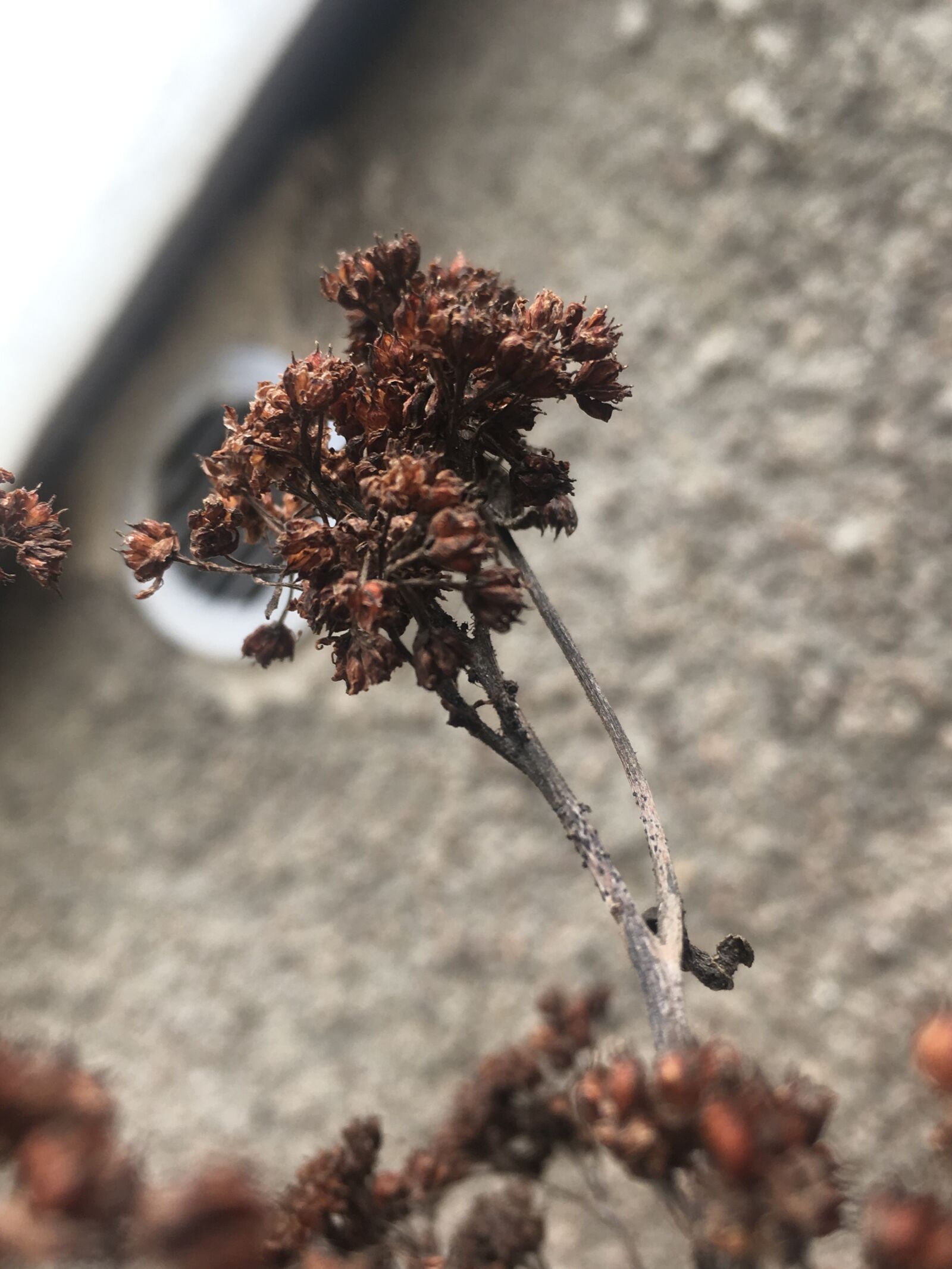 Apple iPhone 6s sample photo. Dead, plant, autumn photography