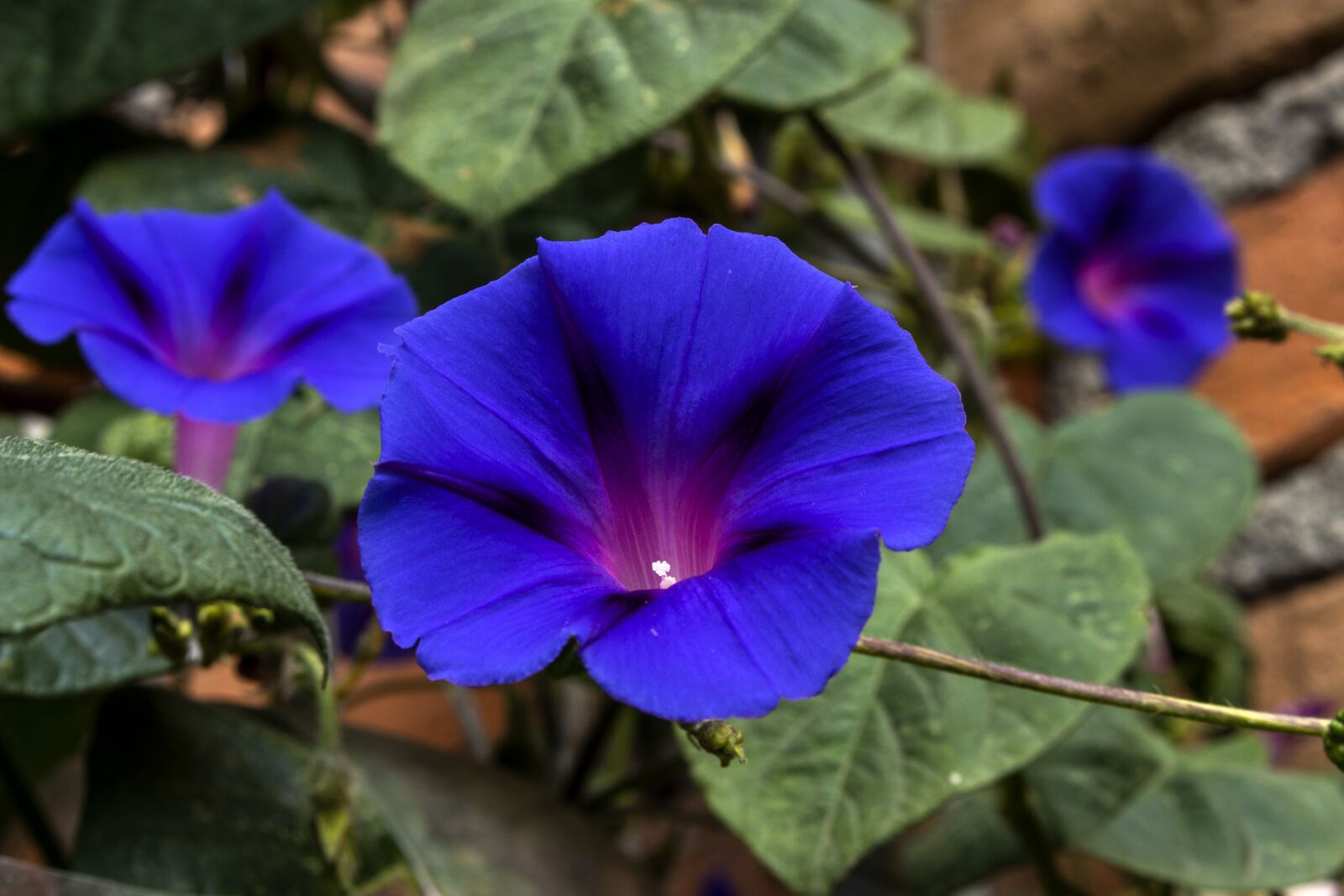Canon EOS 700D (EOS Rebel T5i / EOS Kiss X7i) sample photo. Campaigns, flowers, bells wild photography