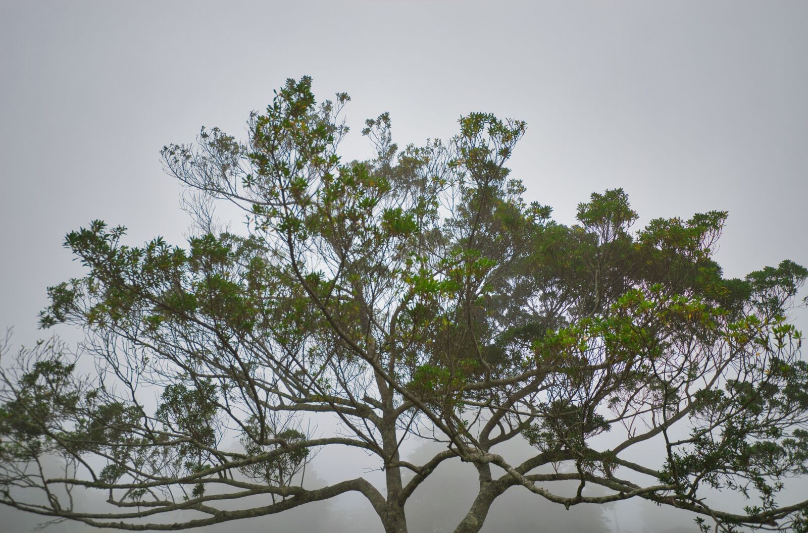 Nikon D3200 sample photo. Costa rica, trunk, tree photography