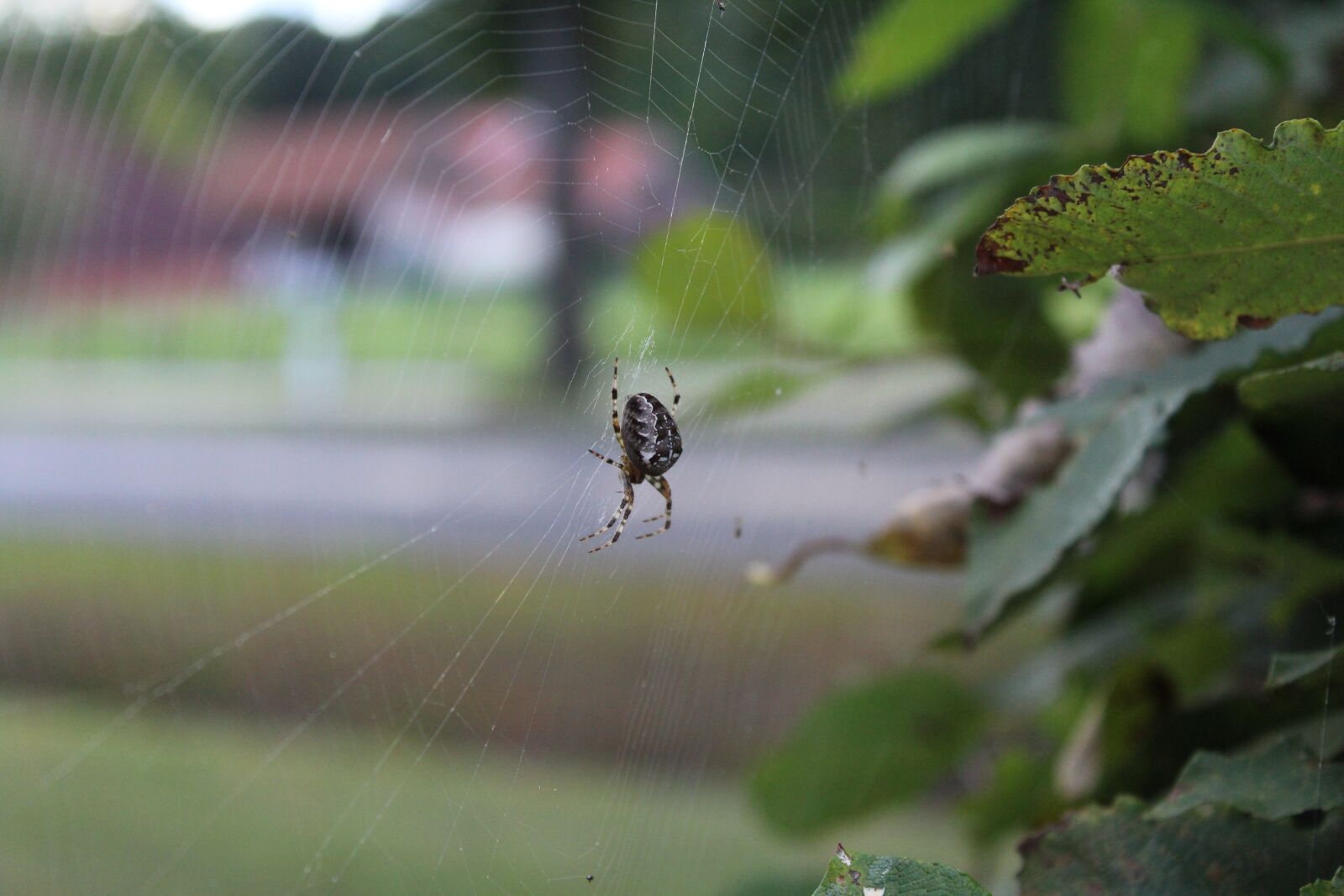 Canon EOS 1200D (EOS Rebel T5 / EOS Kiss X70 / EOS Hi) sample photo. Spider, animal, web photography