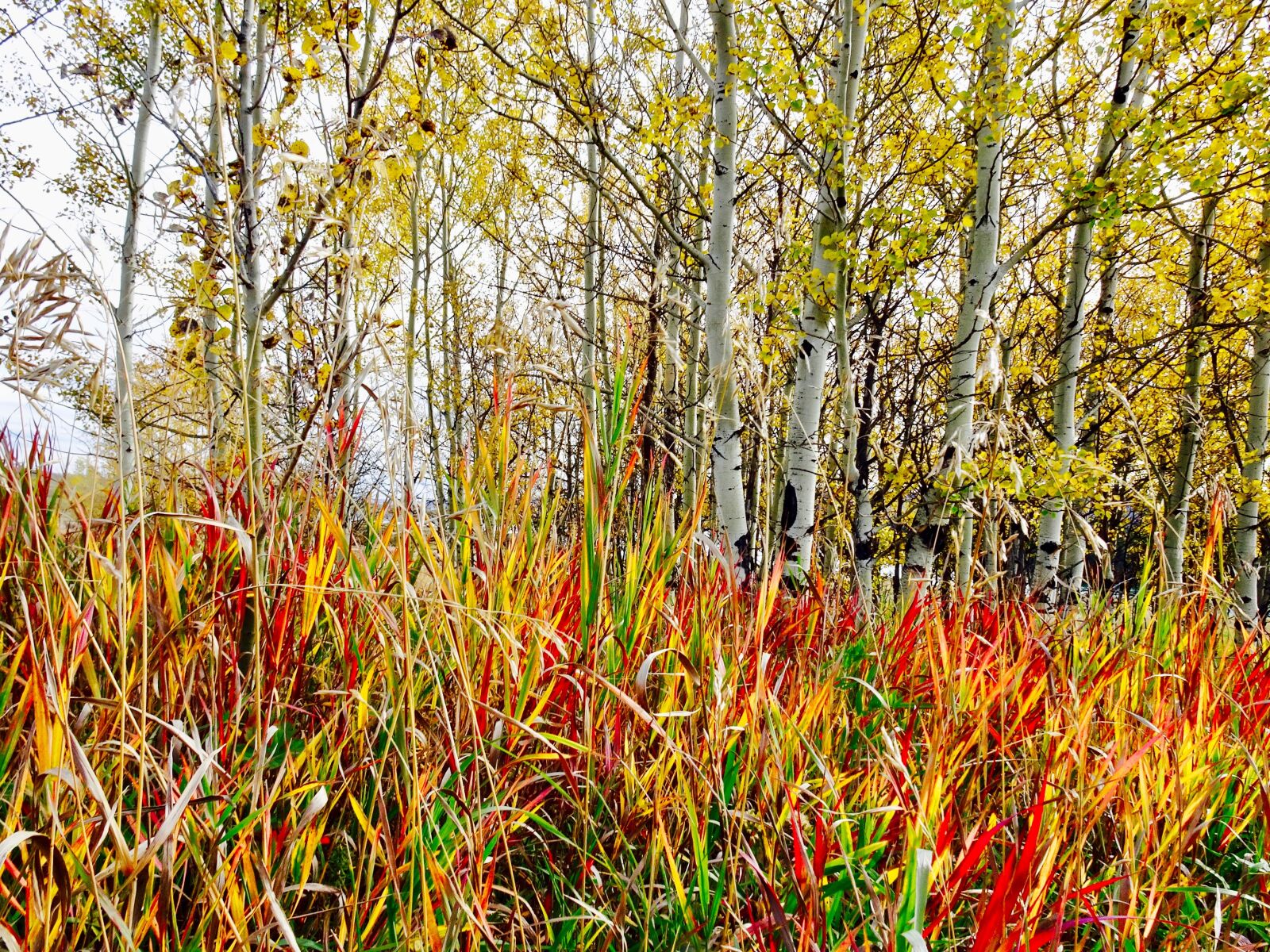 Sony Cyber-shot DSC-HX90V sample photo. Grass, plant, red photography