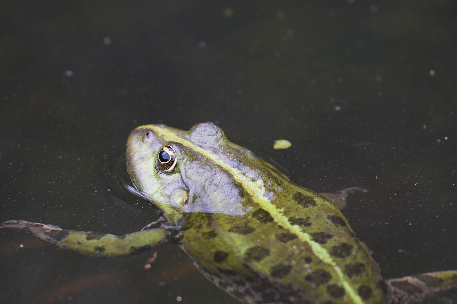 Nikon D500 sample photo. Frog, swim, nature photography