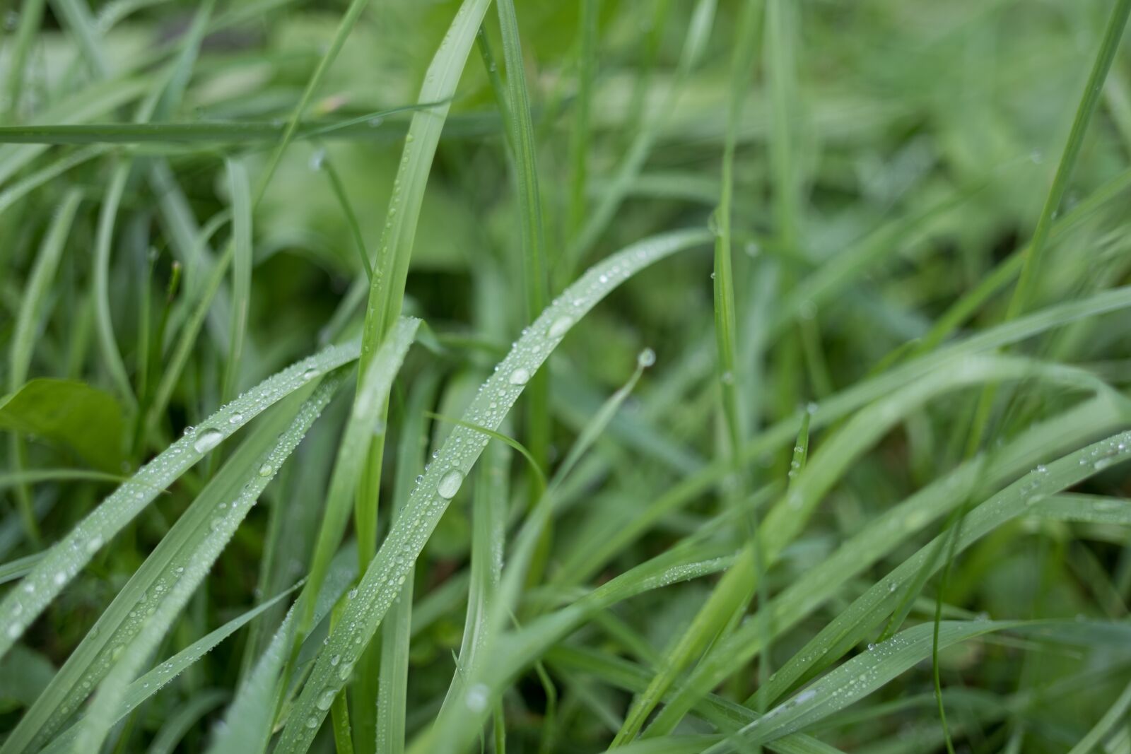 Fujifilm X-T2 + ZEISS Touit 32mm F1.8 sample photo. Grass, wet, cold photography