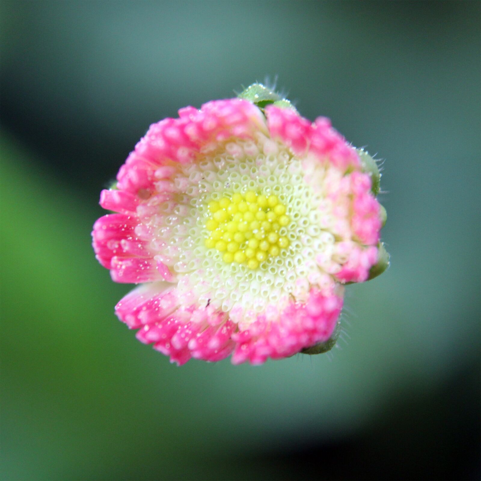Canon EOS 1300D (EOS Rebel T6 / EOS Kiss X80) sample photo. Flower, plant, pink photography