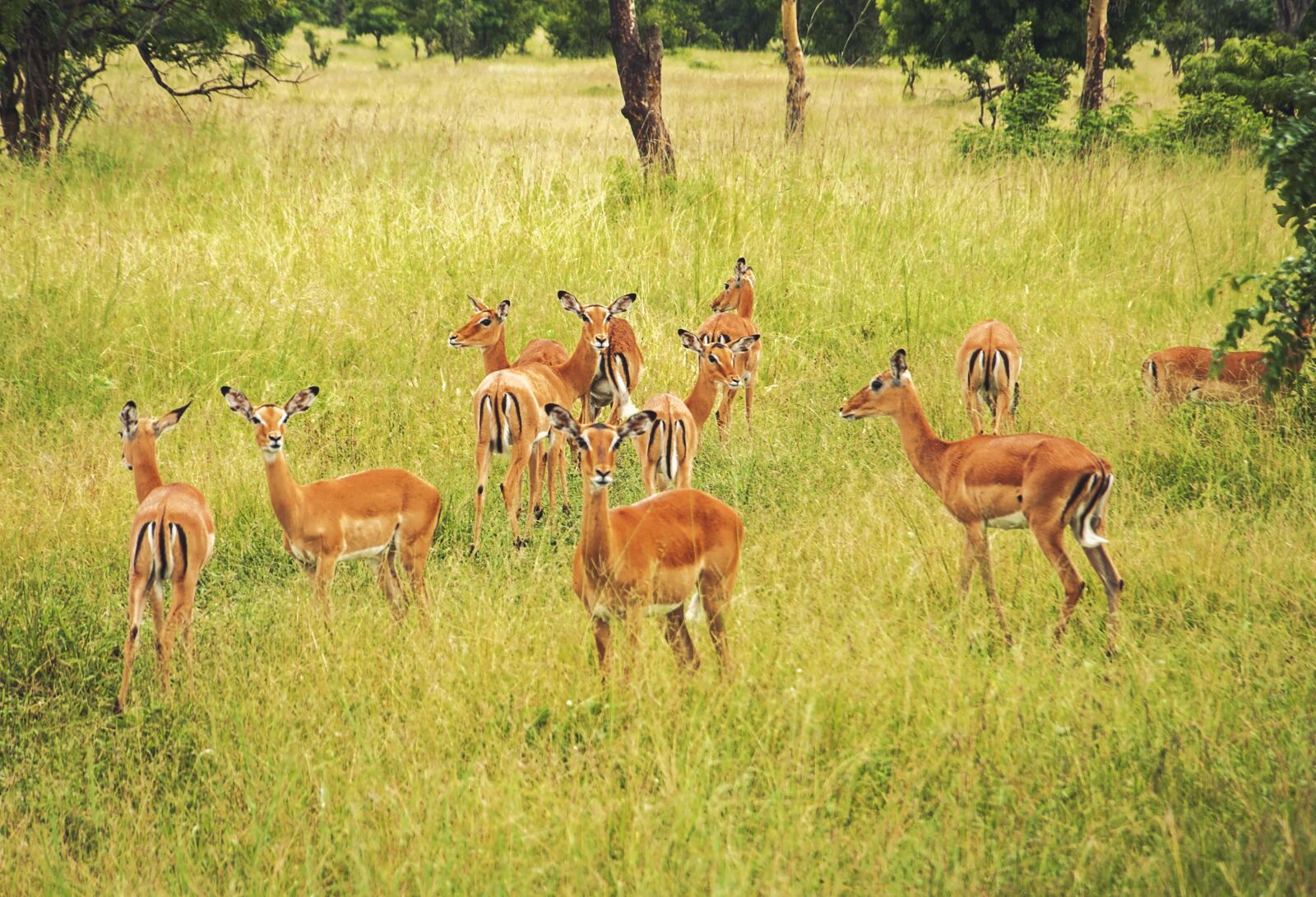 Nikon D90 sample photo. Antelopes, animals, antelope photography