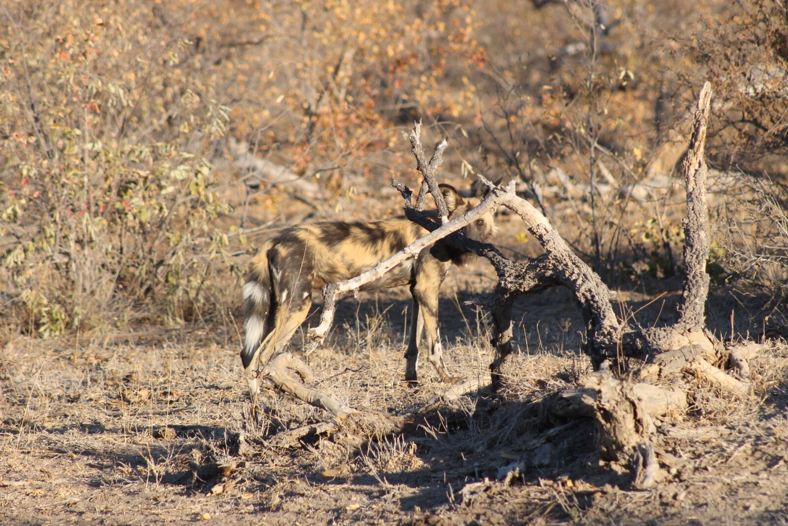 Canon EOS 1100D (EOS Rebel T3 / EOS Kiss X50) + Canon EF 75-300mm f/4-5.6 sample photo. African wild dog, kruger photography