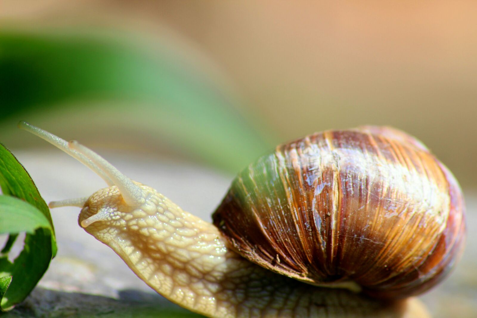 Canon EOS 600D (Rebel EOS T3i / EOS Kiss X5) sample photo. Snail, nature, macro photography