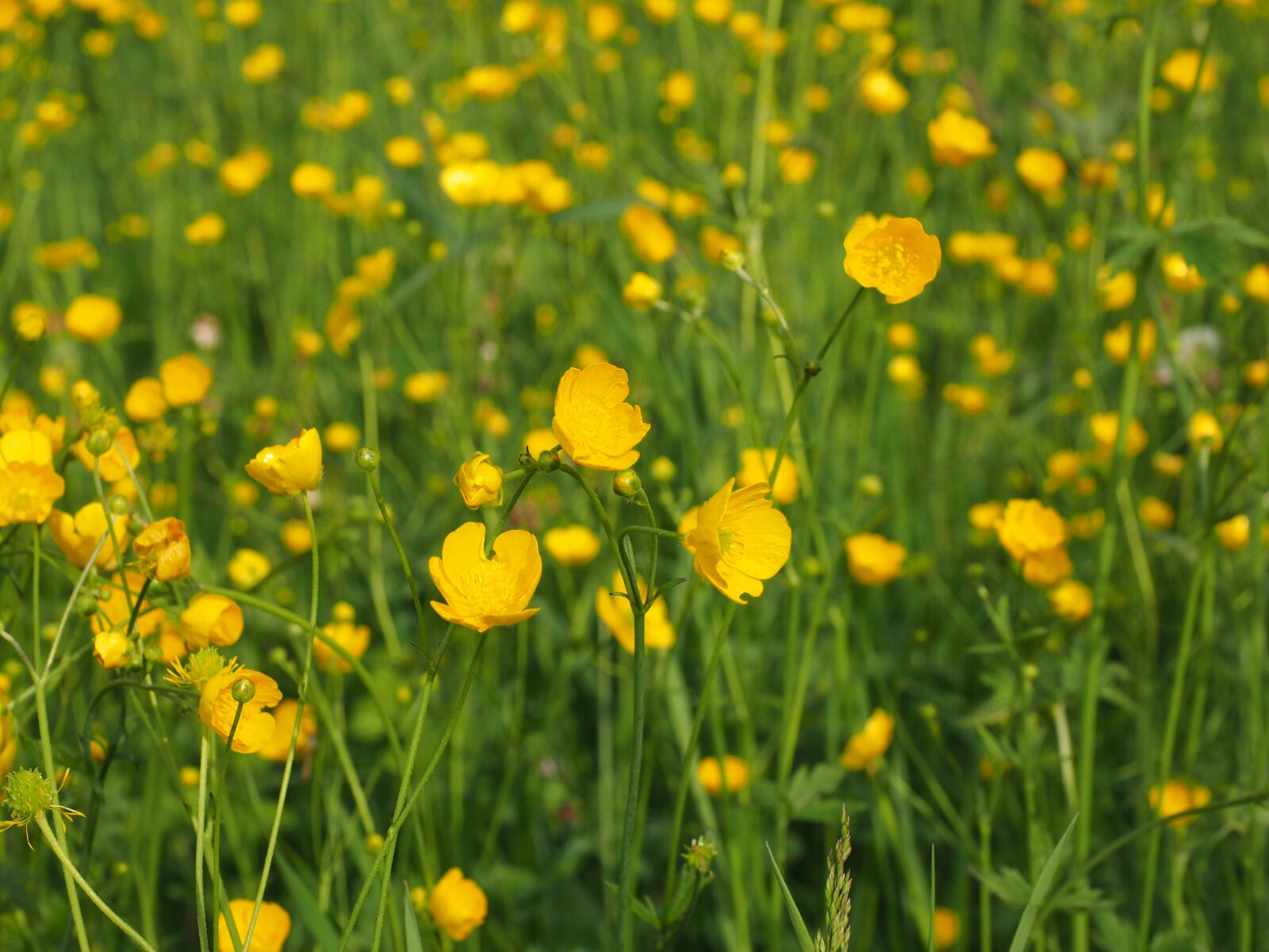 Olympus OM-D E-M1 + Olympus M.Zuiko Digital ED 12-40mm F2.8 Pro sample photo. Buttercup, pointed flower, flowers photography