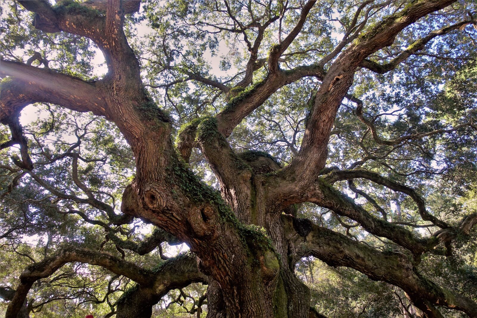 Sony Cyber-shot DSC-RX100 III sample photo. Live oak, ancient, angel photography