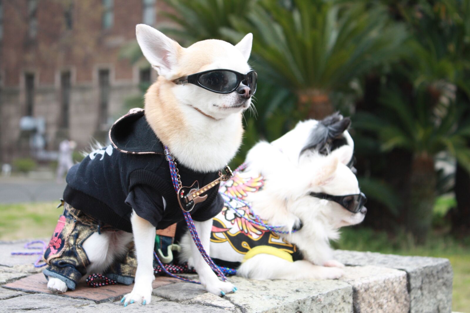 Canon EOS 450D (EOS Rebel XSi / EOS Kiss X2) sample photo. Puppy, sunglasses, fashion photography