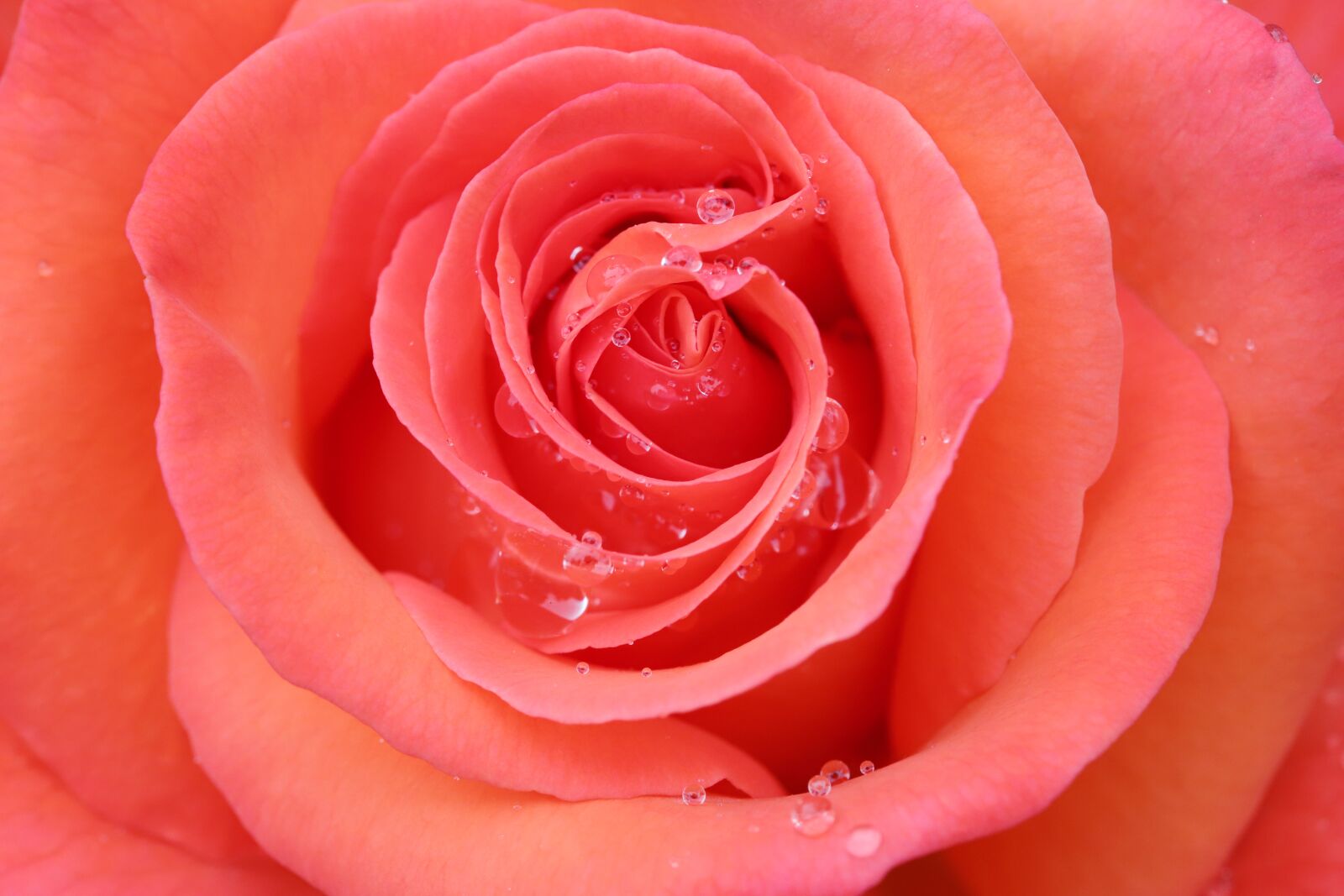 Canon EOS 6D Mark II sample photo. Rose, petal, flowers photography