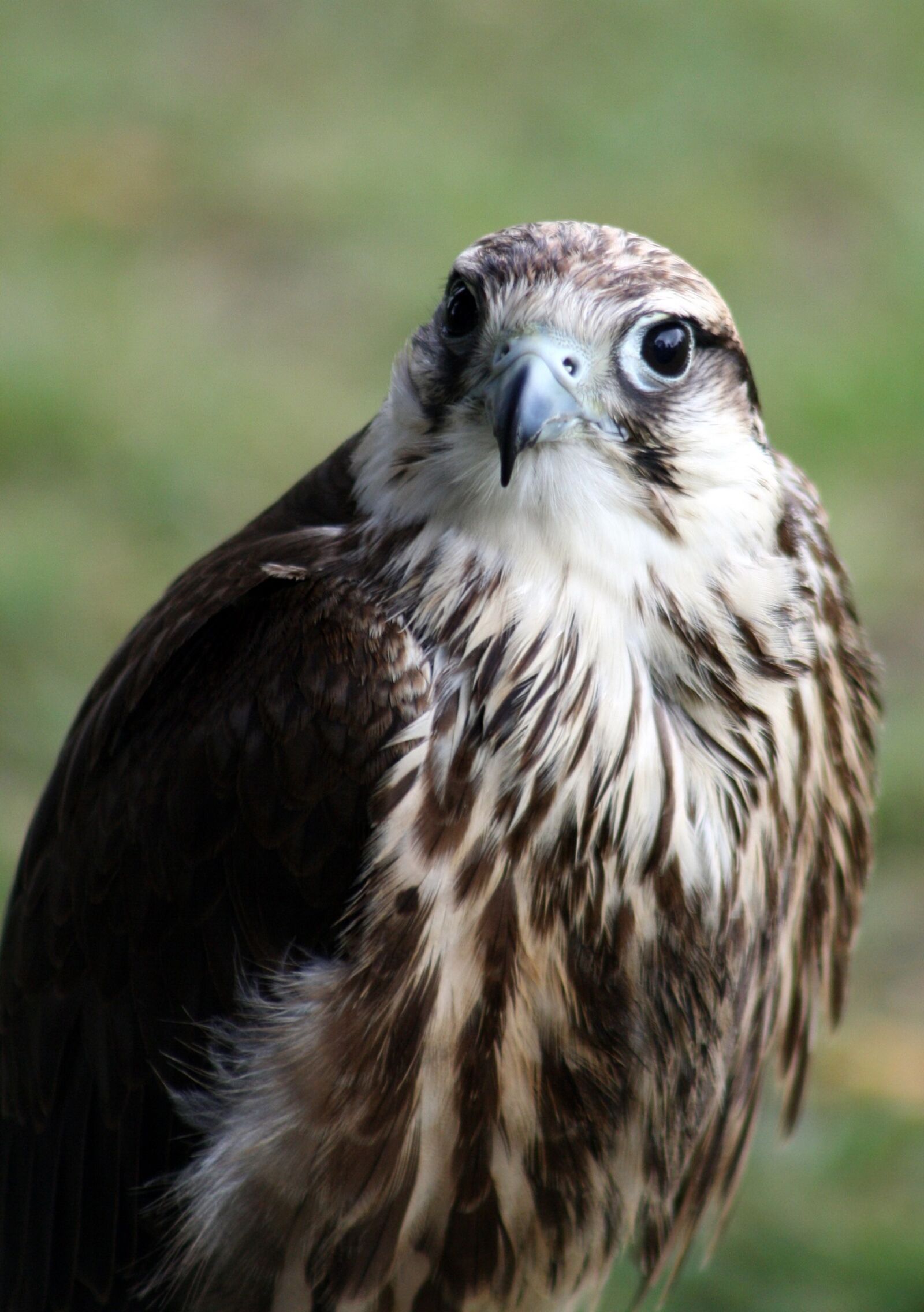 Canon EOS 1000D (EOS Digital Rebel XS / EOS Kiss F) sample photo. Hawk, bird, raptor photography
