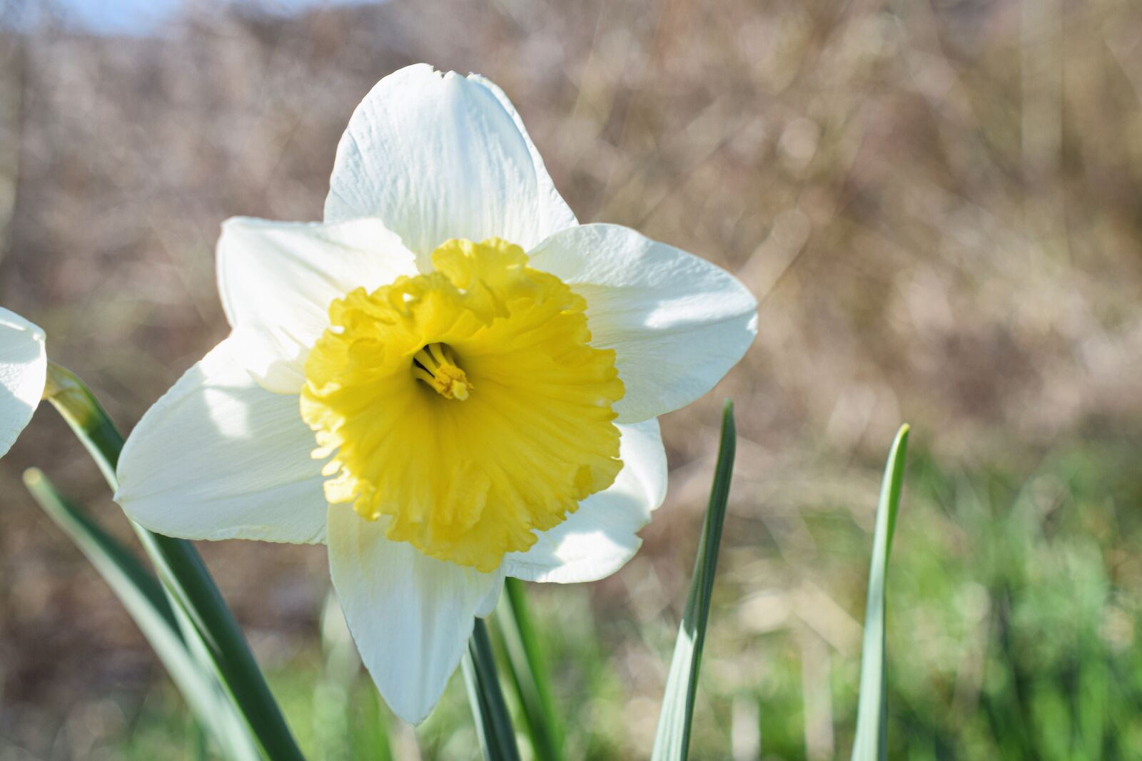 Nikon D5300 sample photo. Narcissus, narcissus pseudonarcissus, flower photography