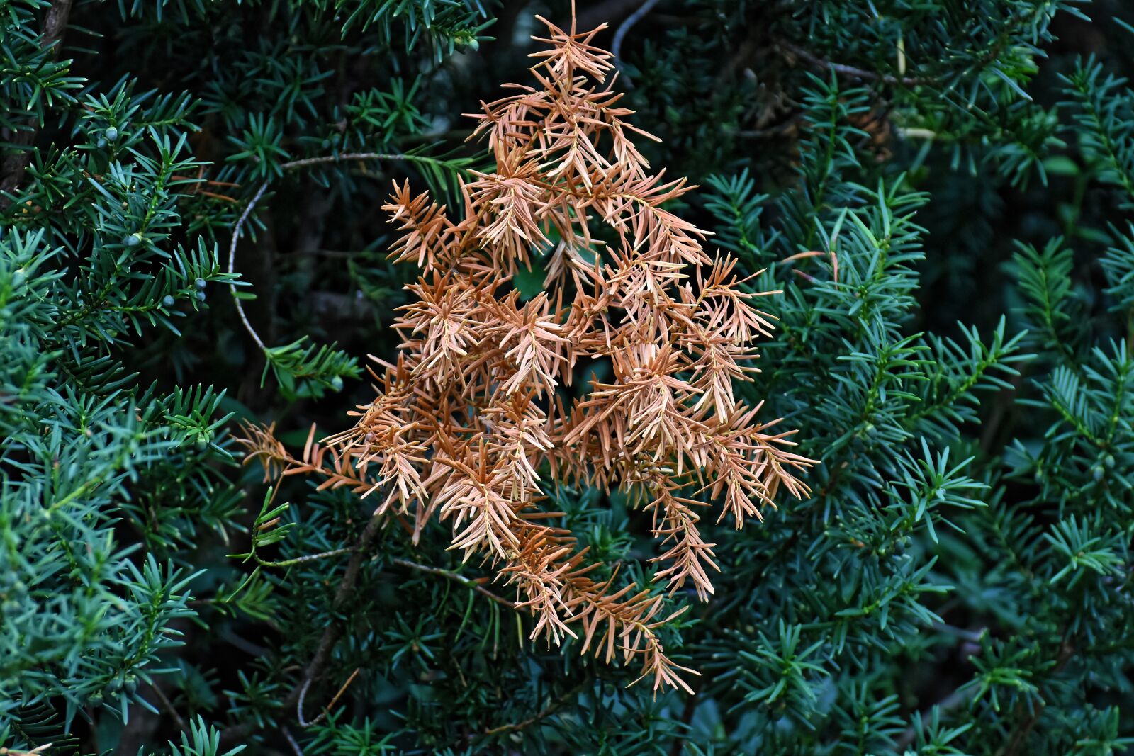 Nikon D7200 sample photo. Yew, bush, transience photography