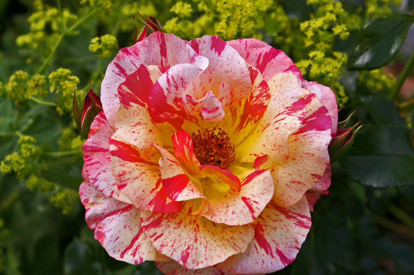 Pentax *ist DL2 sample photo. Painter rose, bicolor rose photography