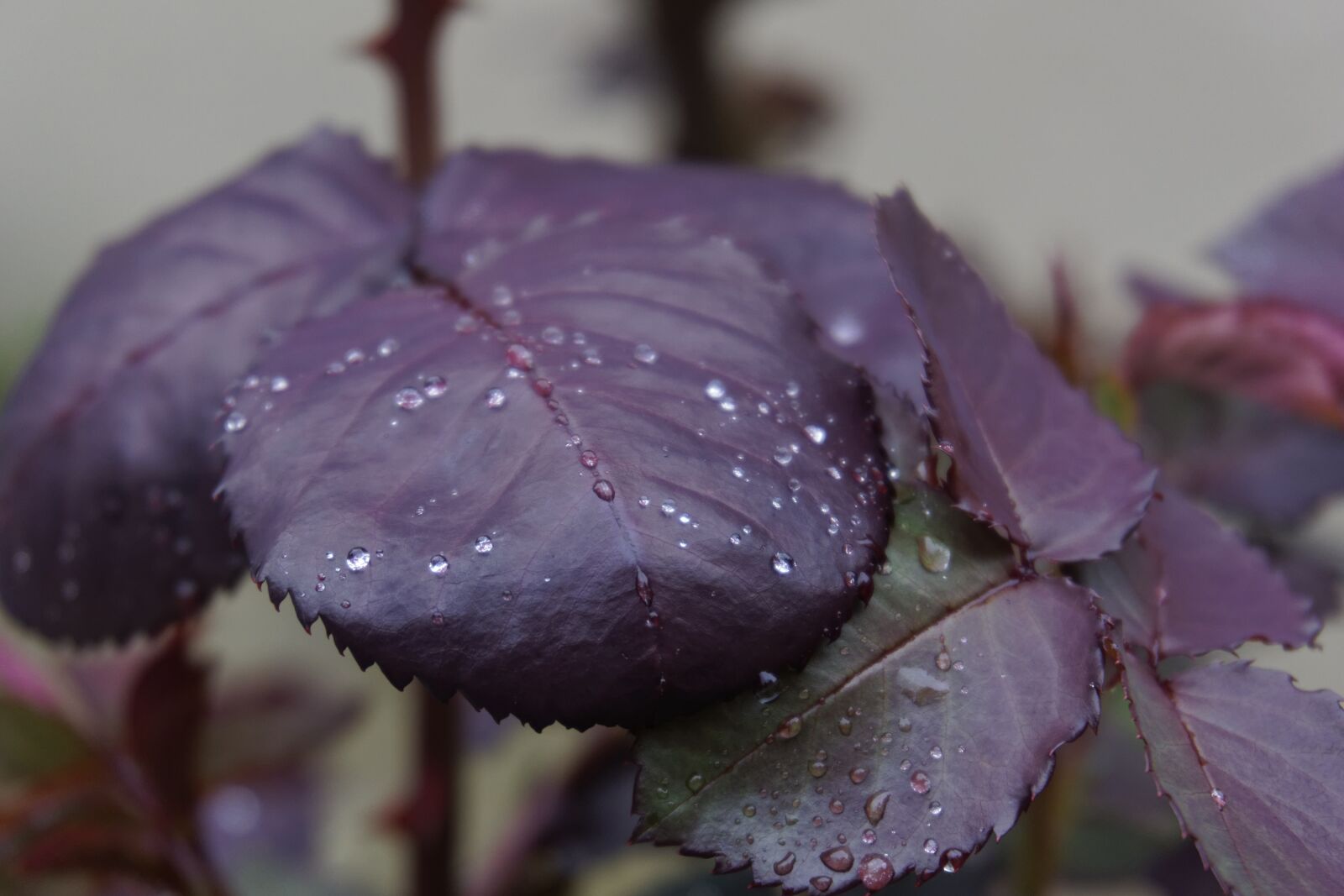 Sony a6000 sample photo. Garden, flower, rain photography