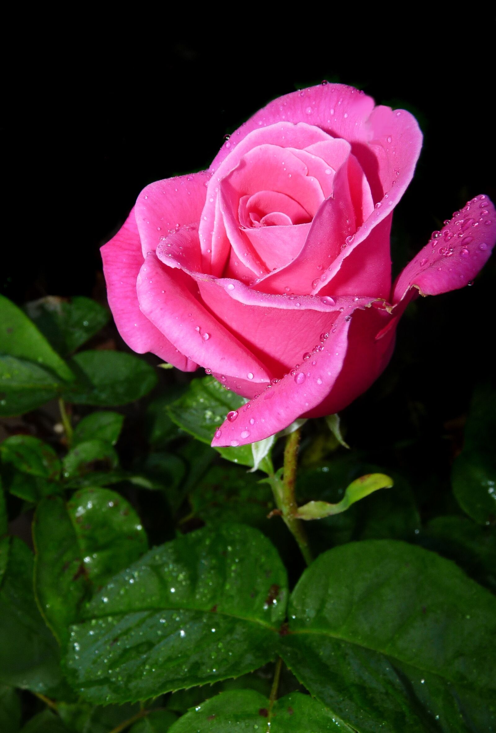 Panasonic Lumix DMC-FZ28 sample photo. Rose, pink, bud photography