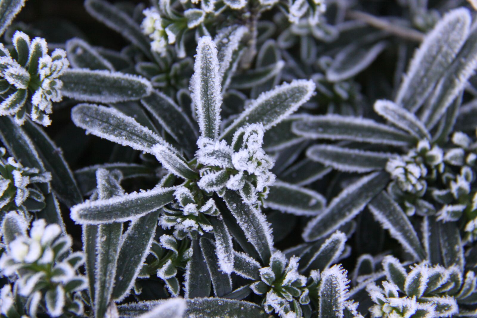 Canon EOS 50D sample photo. Plant, have, frost photography