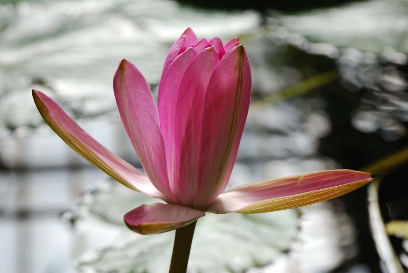 Nikon D80 sample photo. Sefton, flower, lily photography