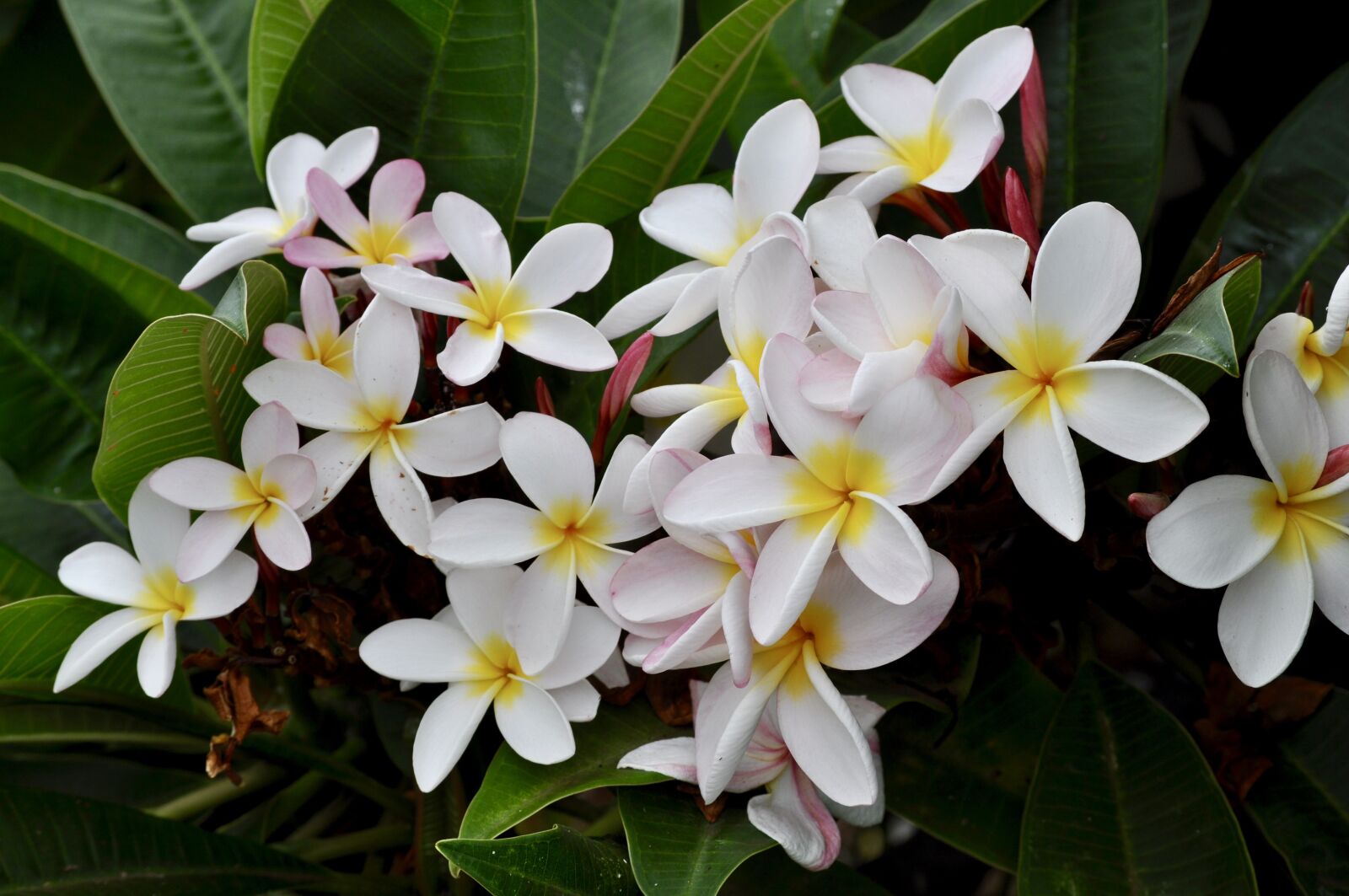 Nikon D5000 sample photo. Plumeria, white, flowers photography