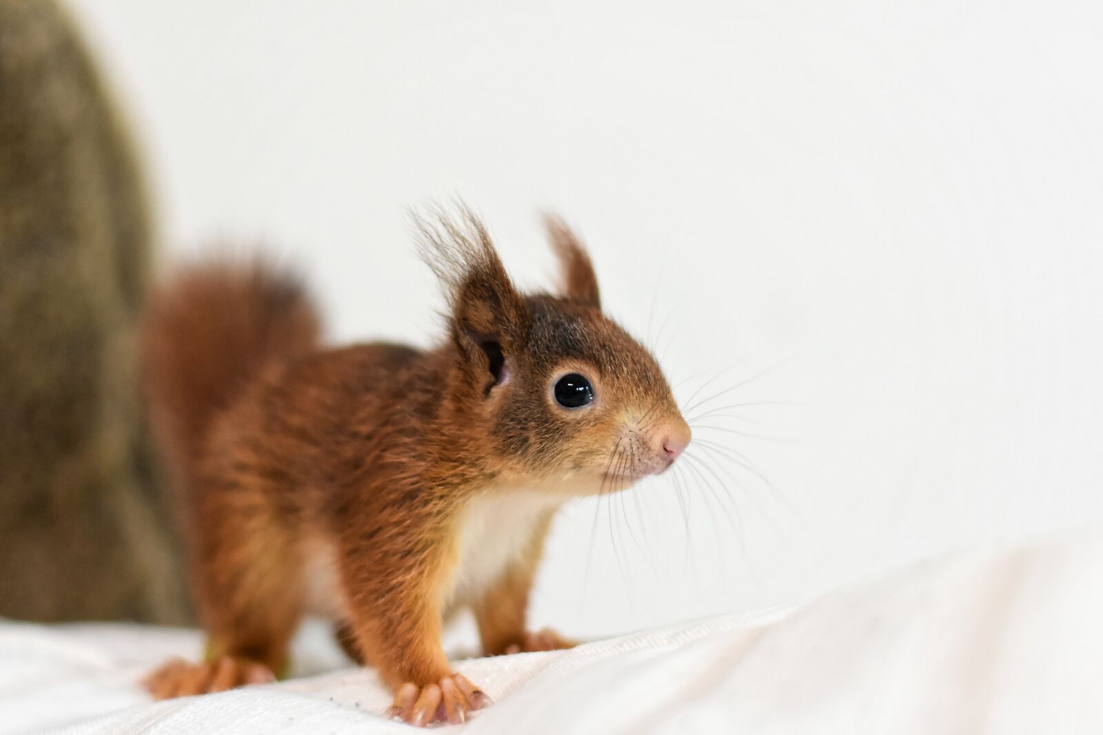 Nikon D7200 sample photo. Squirrel, young animal, small photography