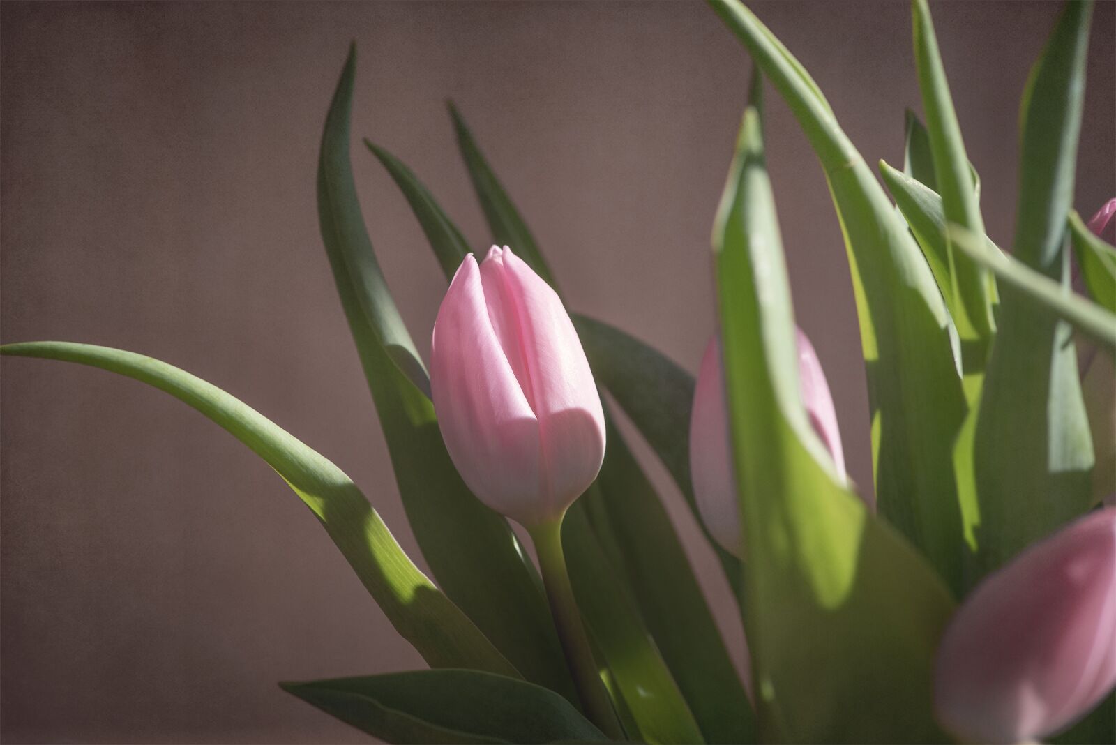Nikon D750 sample photo. Tulip, pink, tulip pink photography