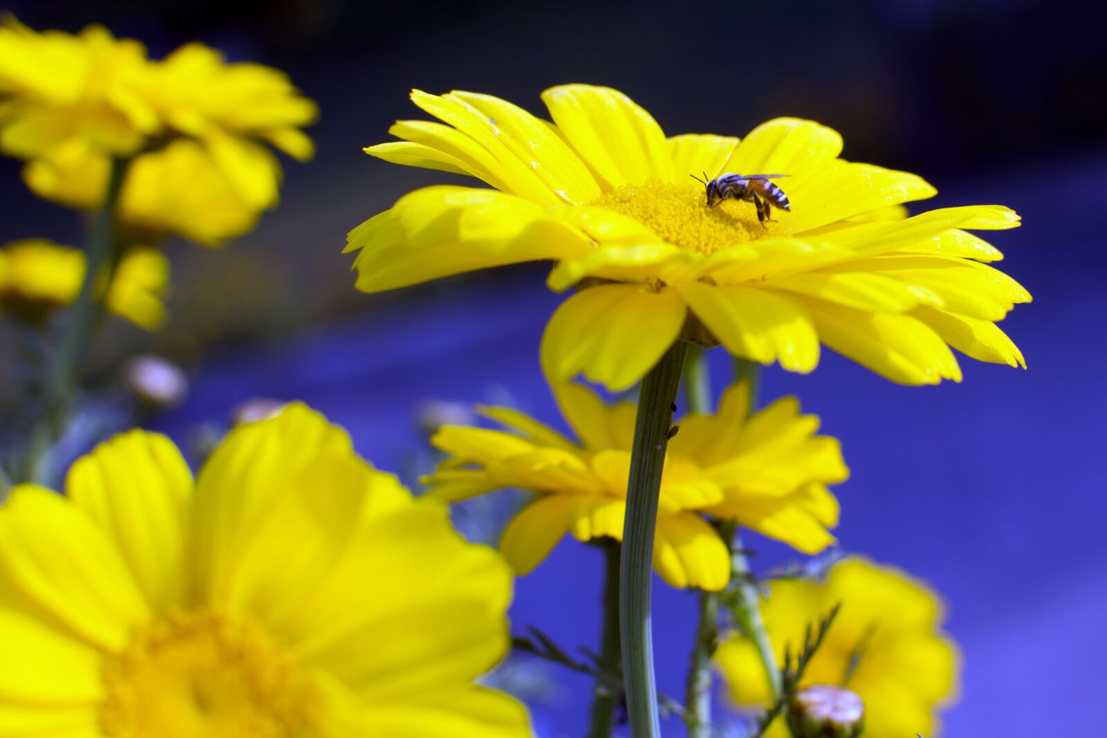 Nikon D3200 sample photo. Flowers, nature, beauty photography