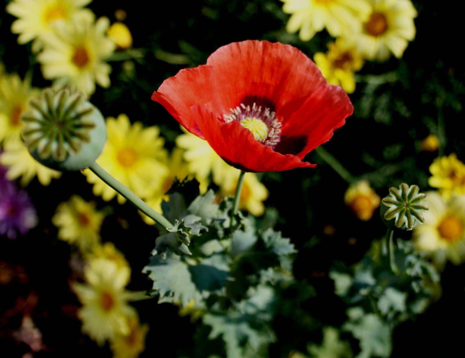 Canon EOS 400D (EOS Digital Rebel XTi / EOS Kiss Digital X) sample photo. Poppy, red, daisies photography
