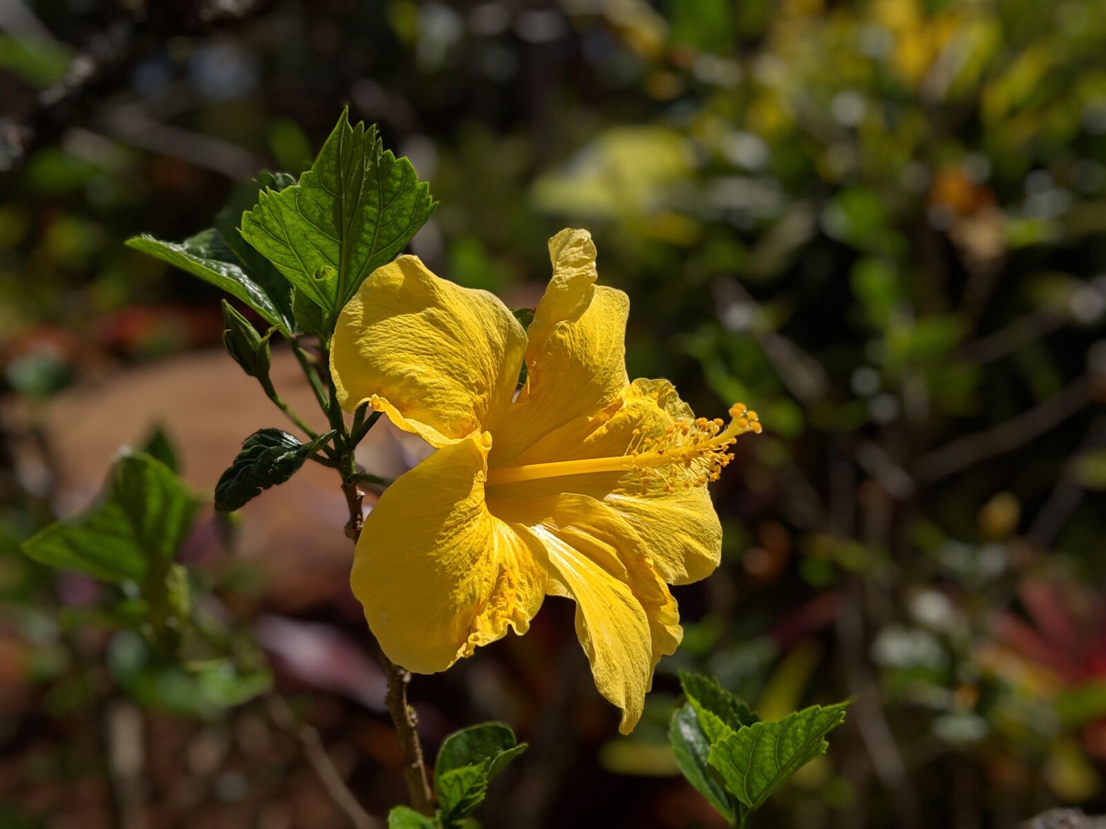 Google Pixel 3 XL sample photo. Flower, hibiscus, hawaii photography