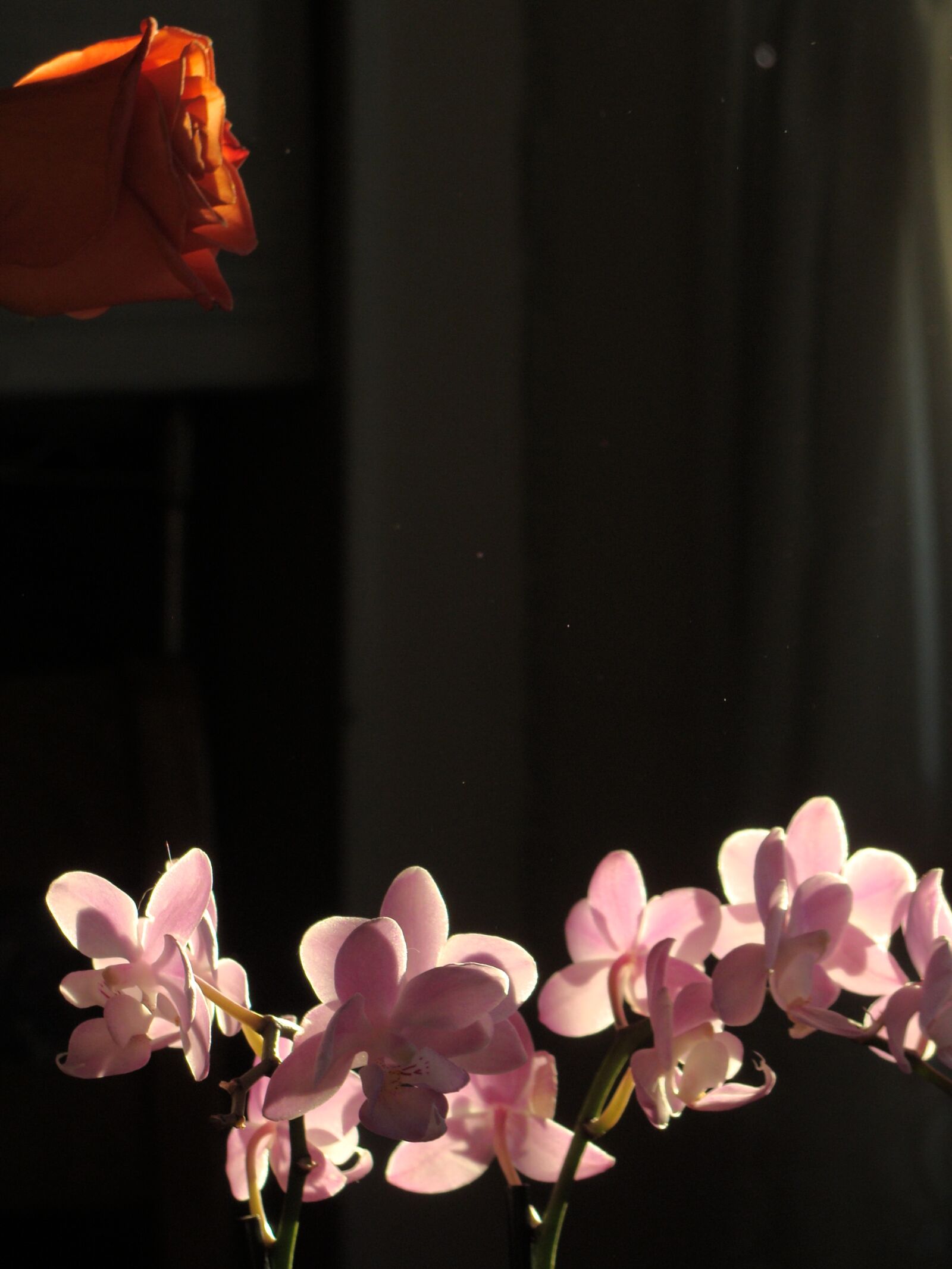 Sony Cyber-shot DSC-H10 sample photo