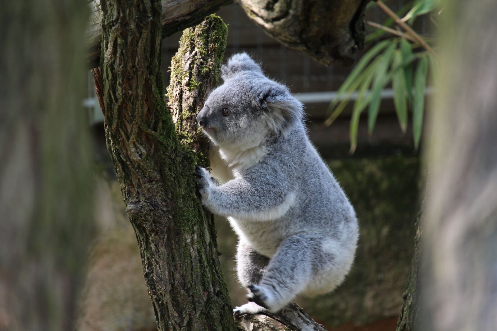 Canon EF-S 55-250mm F4-5.6 IS STM sample photo. Koala bear, climb, tree photography