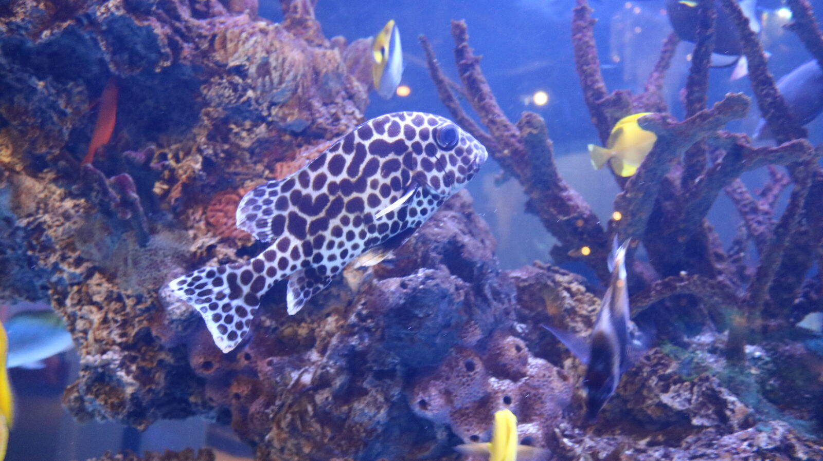Canon EOS 750D (EOS Rebel T6i / EOS Kiss X8i) sample photo. Aquarium, beautiful, fish, fish photography