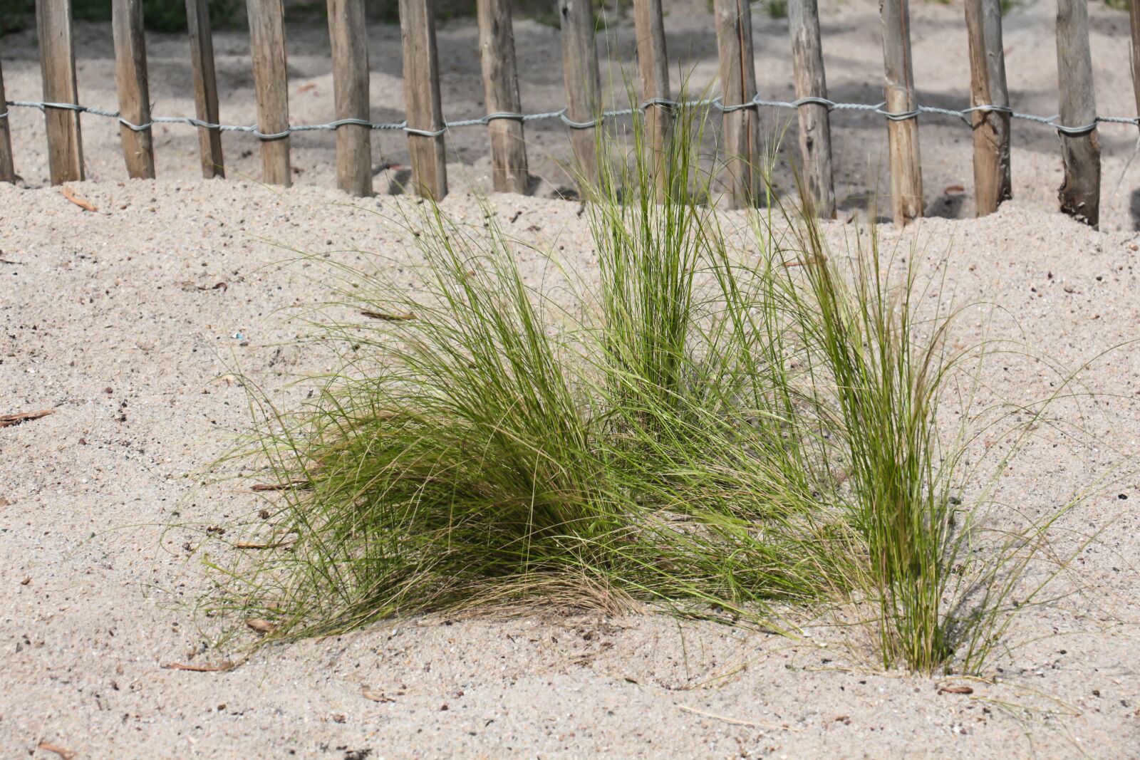Canon EOS 700D (EOS Rebel T5i / EOS Kiss X7i) sample photo. Grass, beach, sea photography