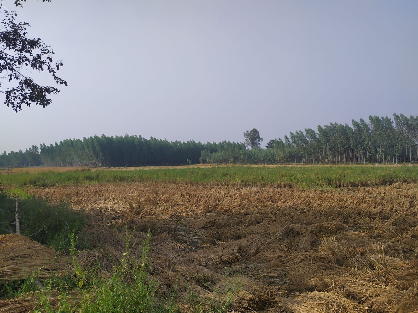 Xiaomi Redmi Note 7 sample photo. Village road, pathway, nature photography