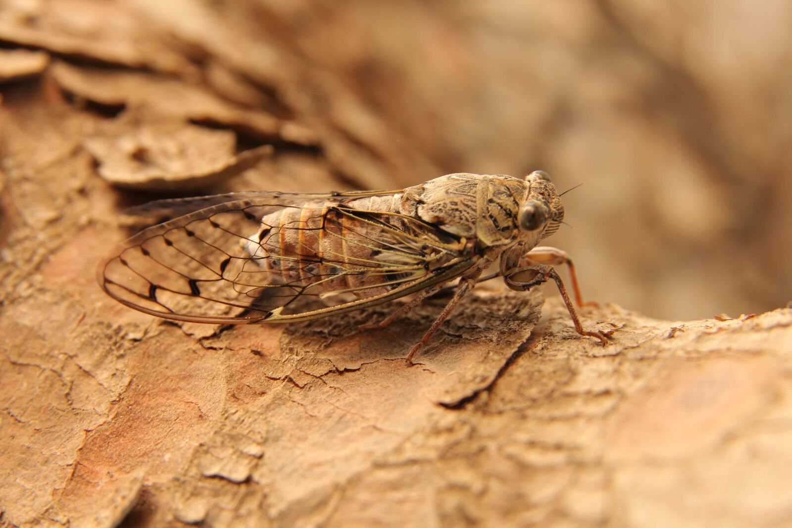 Sigma 17-70mm F2.8-4 DC Macro OS HSM sample photo. Moth, insect, light brown photography