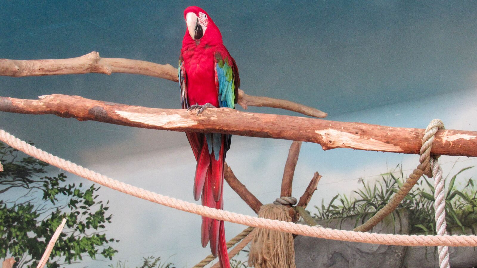 Canon PowerShot SX520 HS sample photo. Red, tropic bird, animal photography