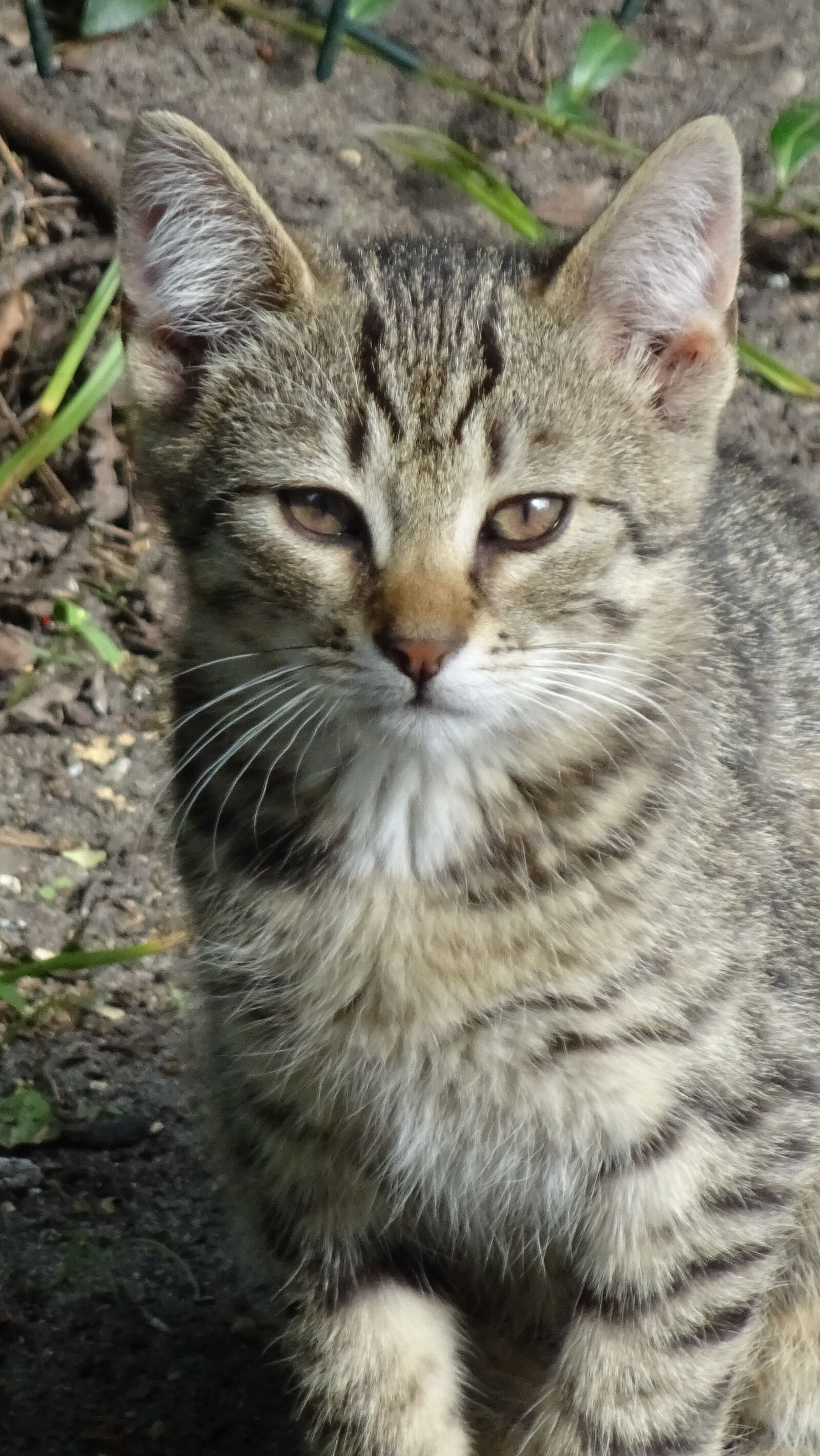 Sony DSC-HX60 sample photo. Cat, kitten, animal photography